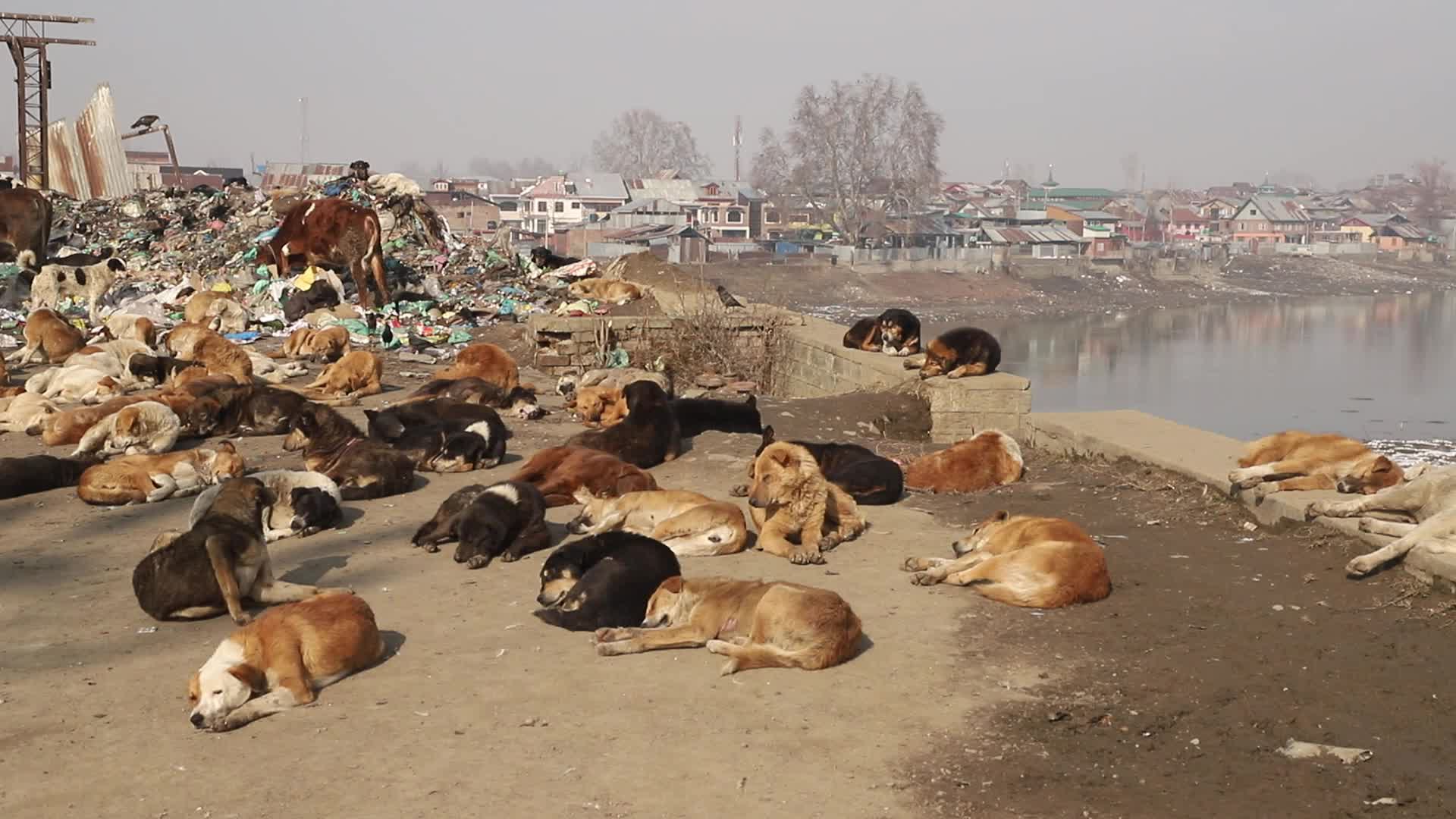 Garbage Dump on Banks Of River Jhelum In Sopore