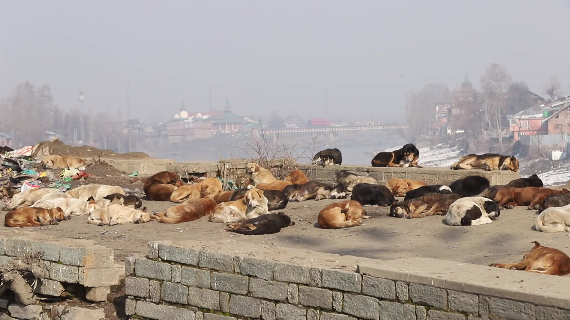 Garbage Dump on Banks Of River Jhelum In Sopore