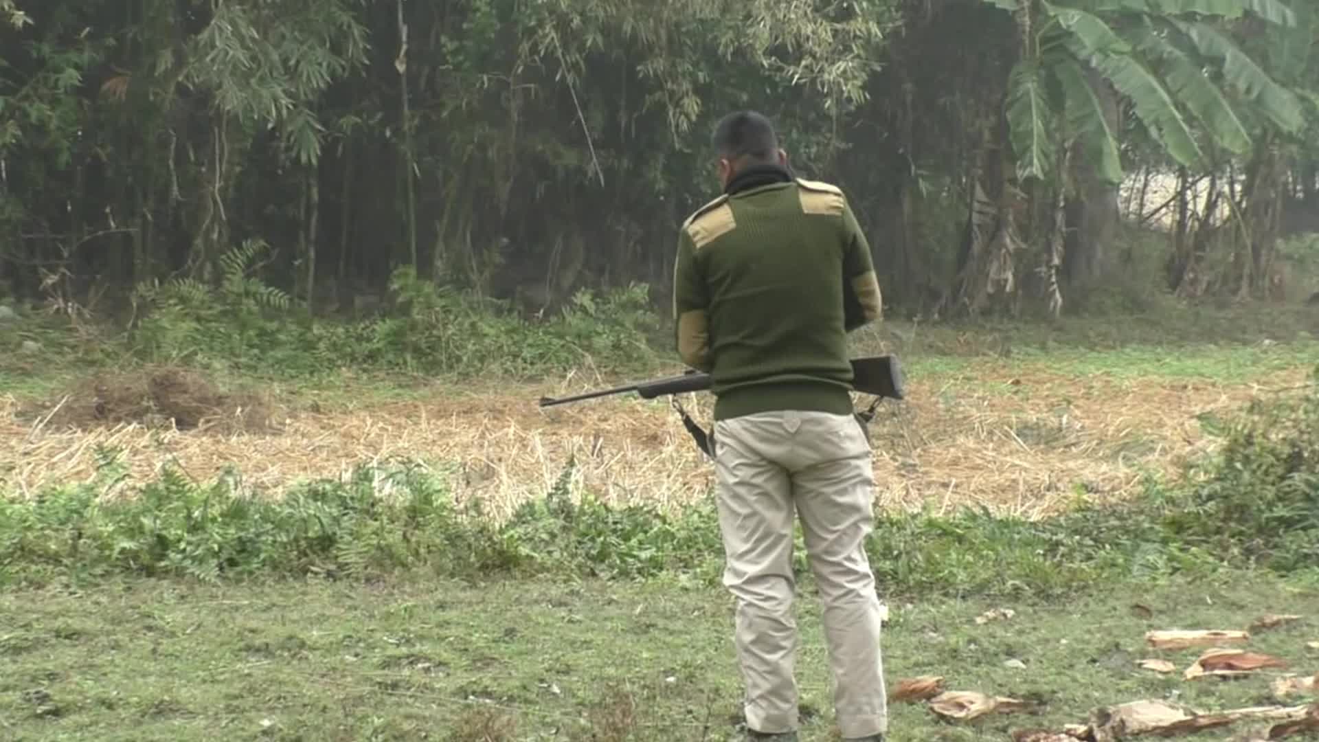 One horn Rhino strays into a residential area in Assam 