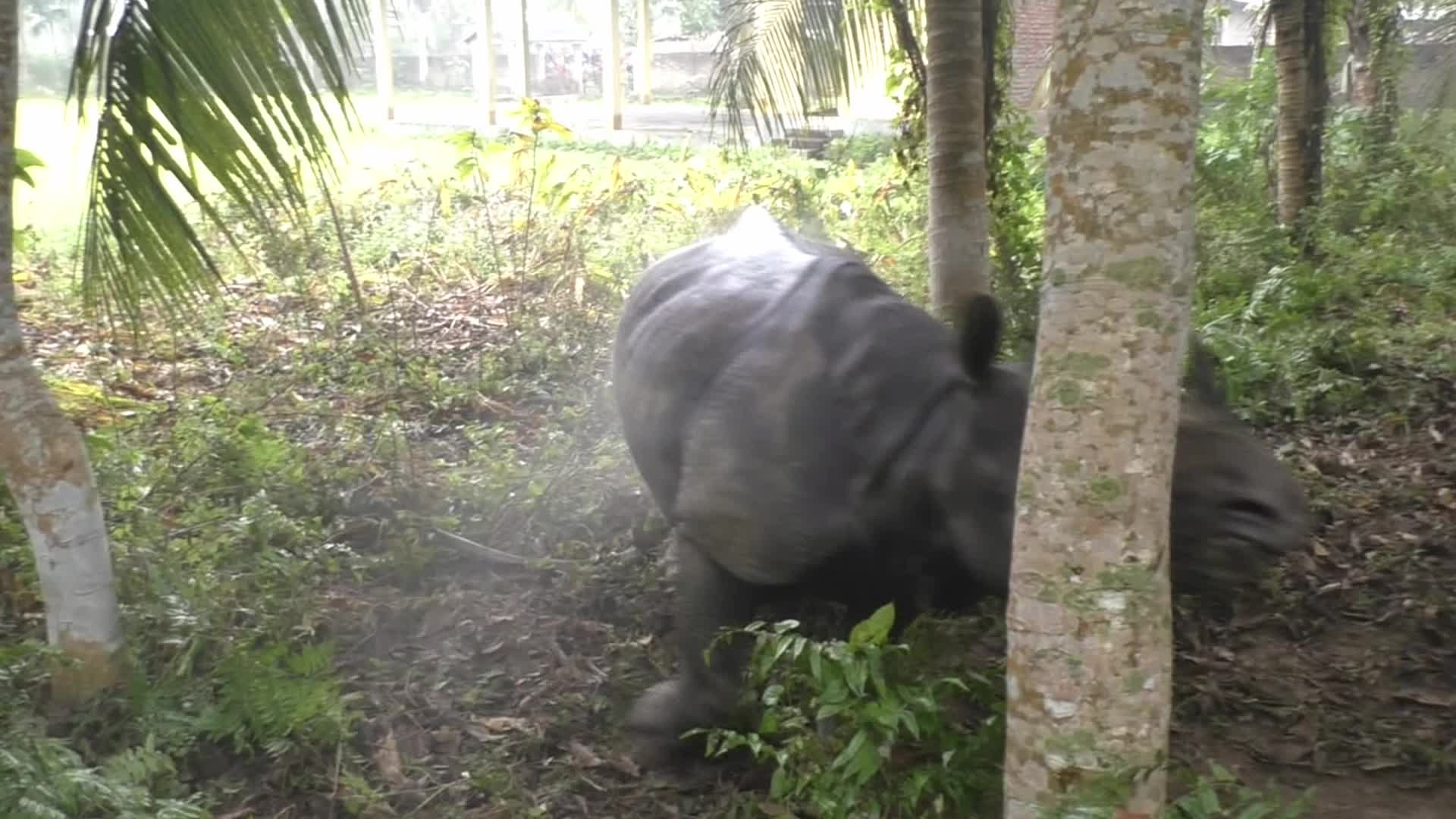 One horn Rhino strays into a residential area in Assam 