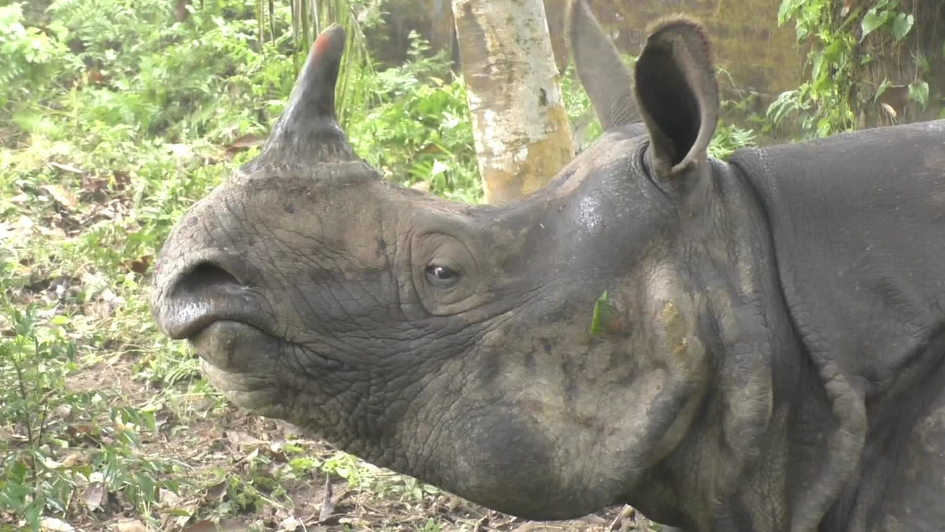 One horn Rhino strays into a residential area in Assam 