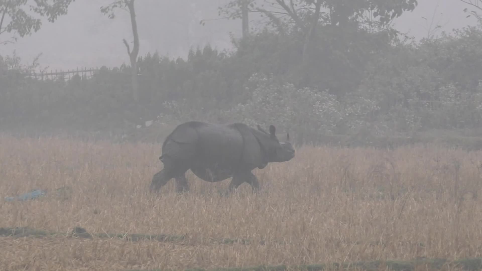 One horn Rhino strays into a residential area in Assam 