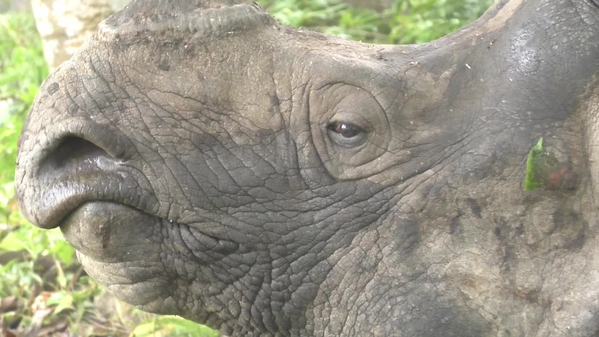 One horn Rhino strays into a residential area in Assam 