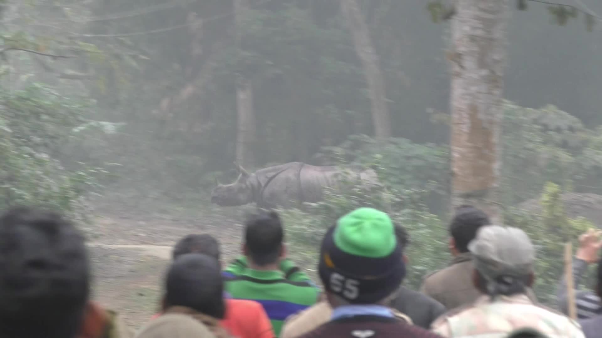 One horn Rhino strays into a residential area in Assam 