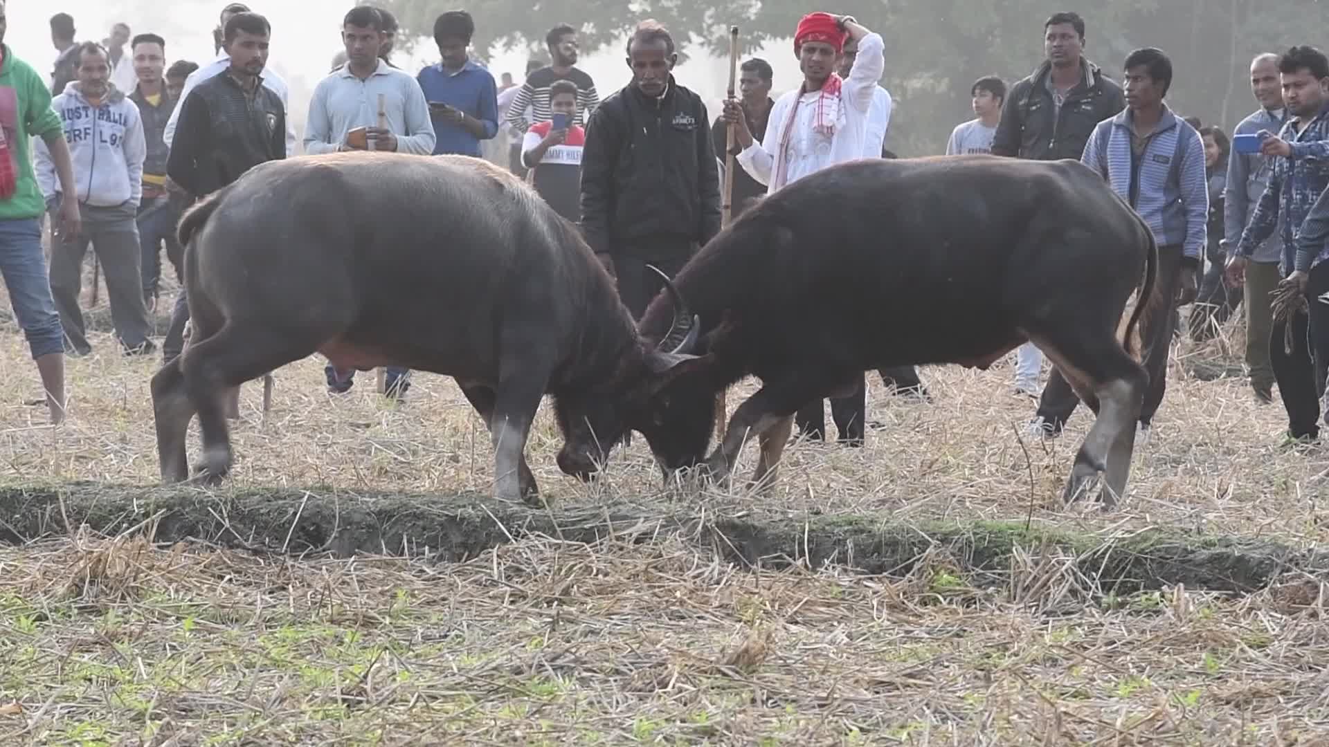 India Buffalo Flight