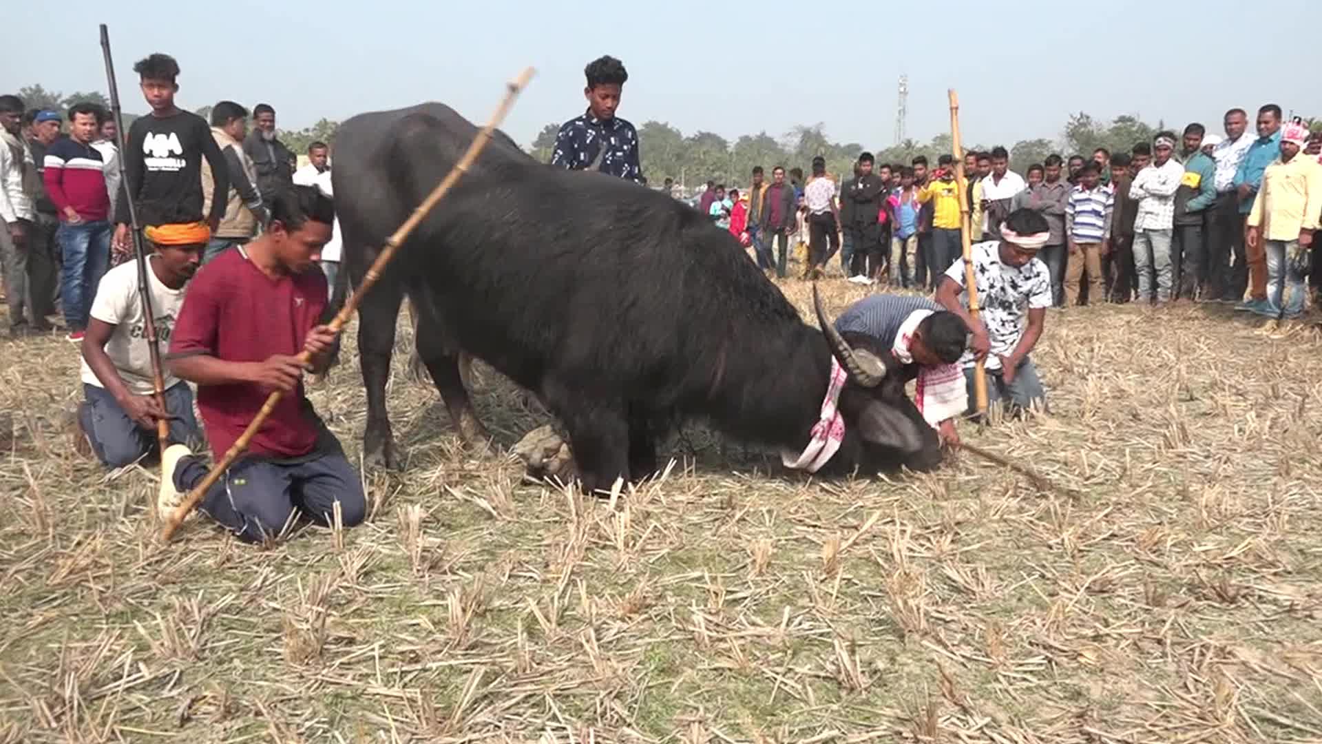 India Buffalo Flight