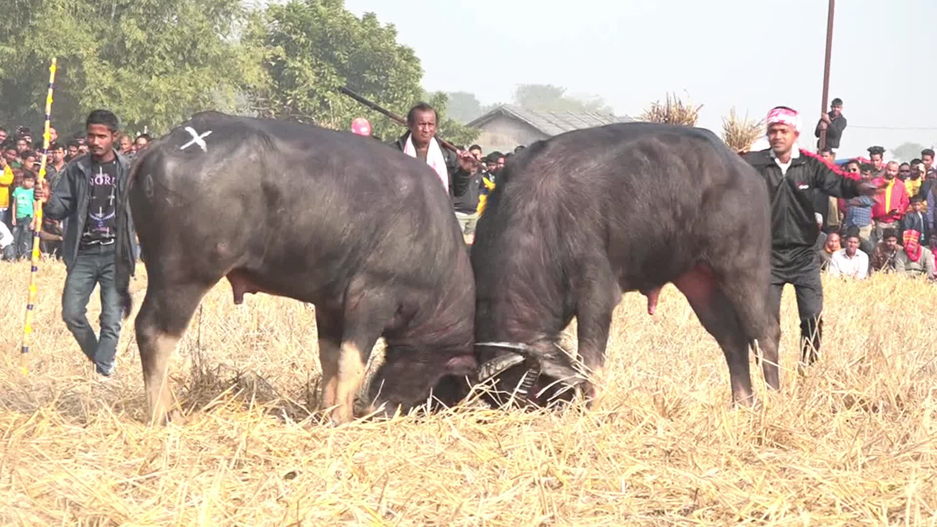India Buffalo Flight