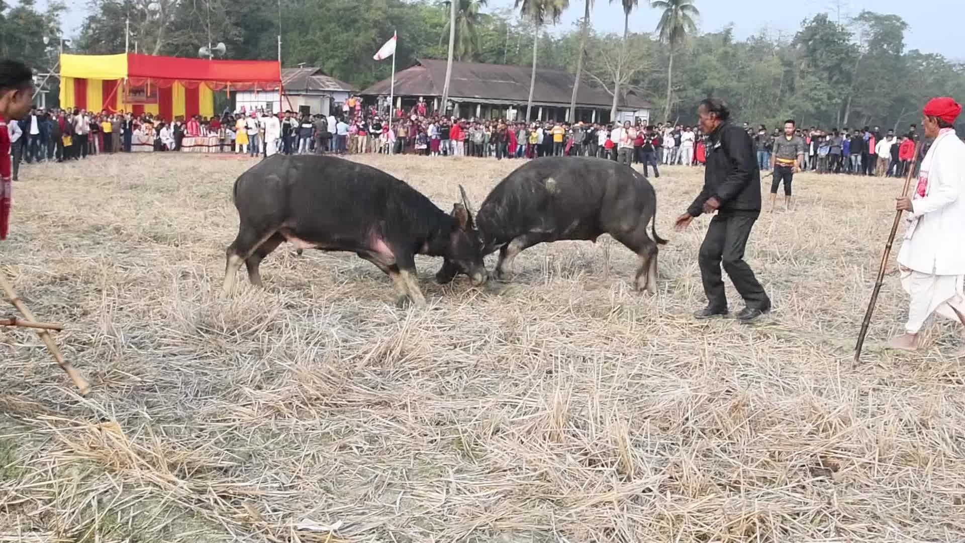 India Buffalo Flight
