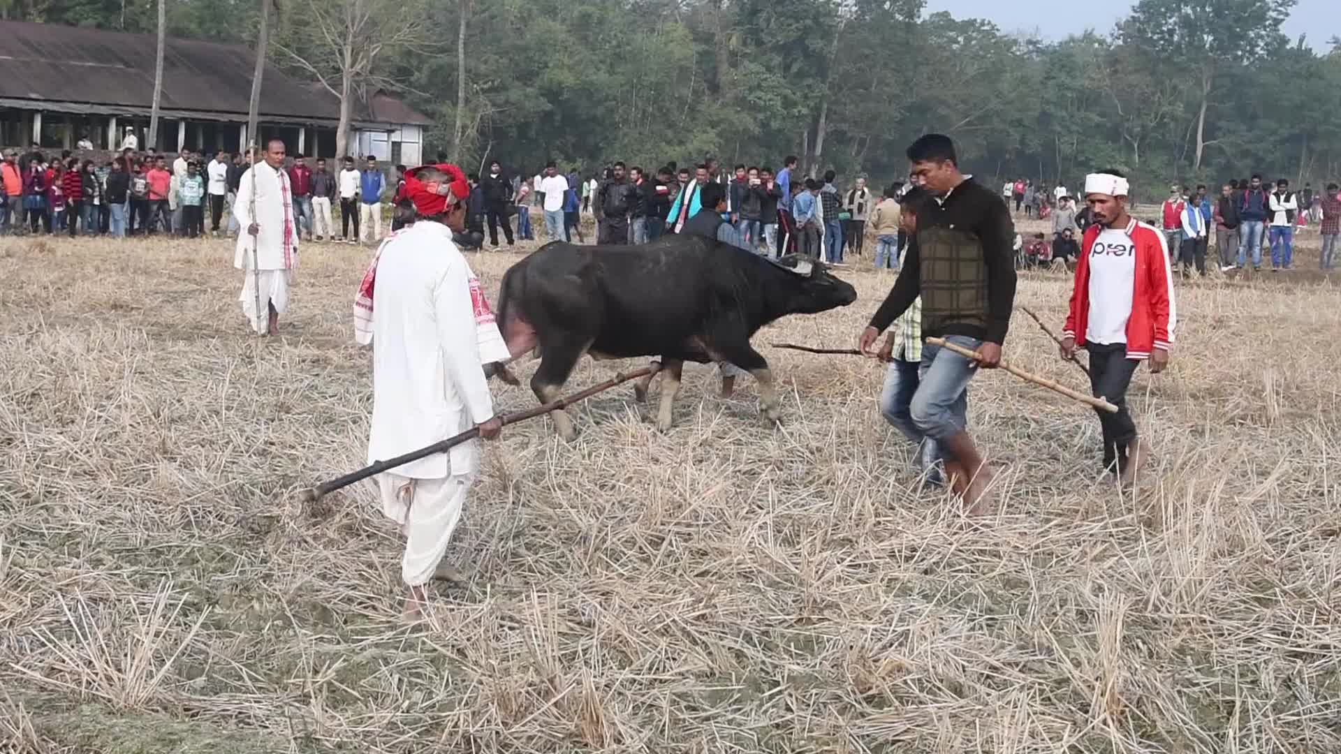 India Buffalo Flight