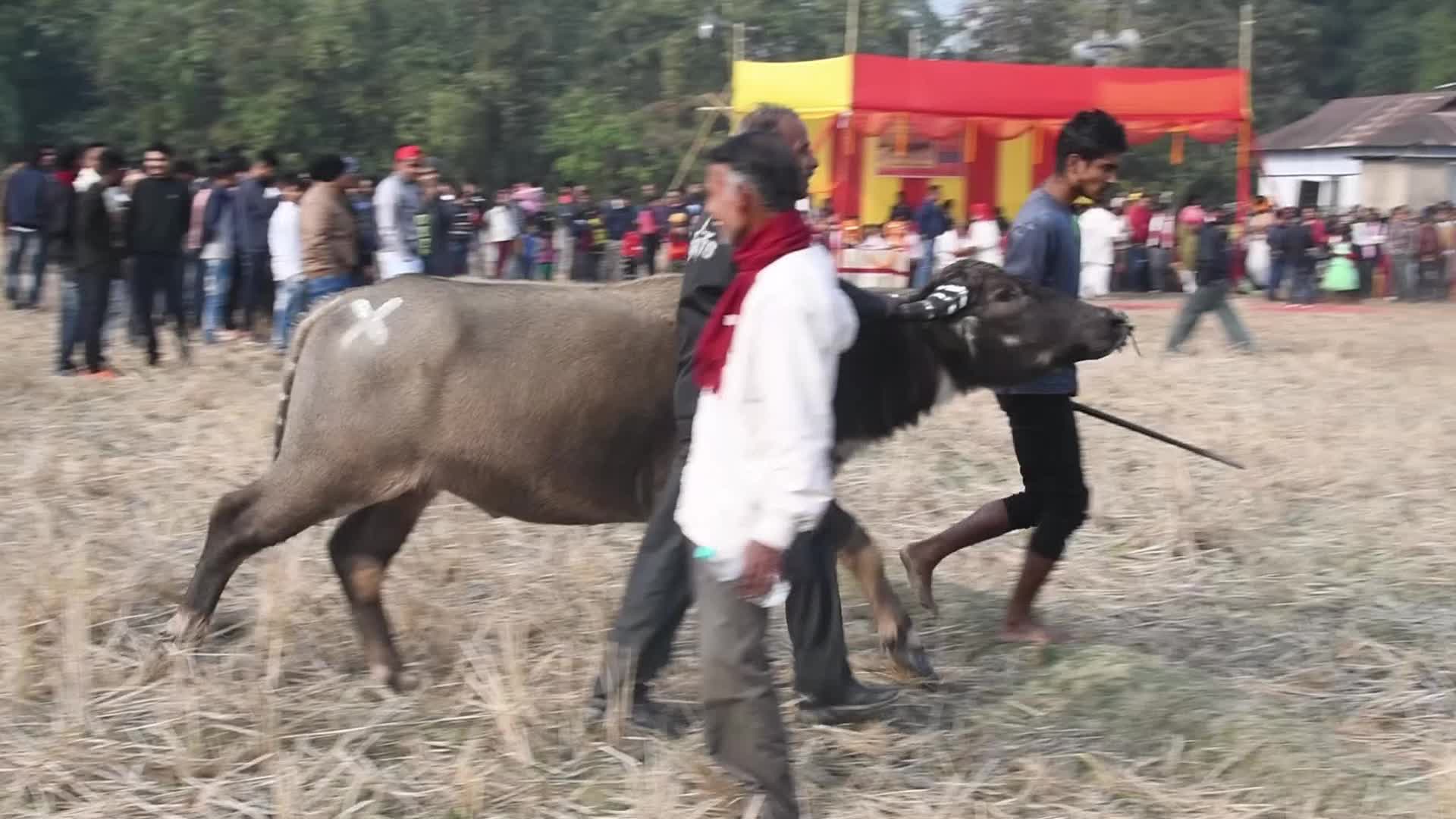 India Buffalo Flight