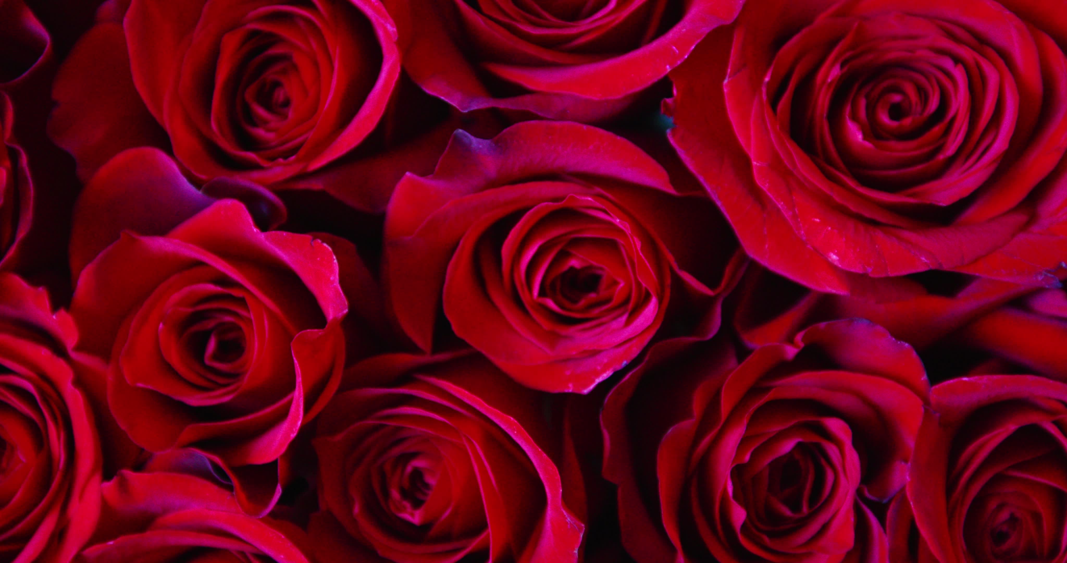 Valentine's Day - Video Illustration