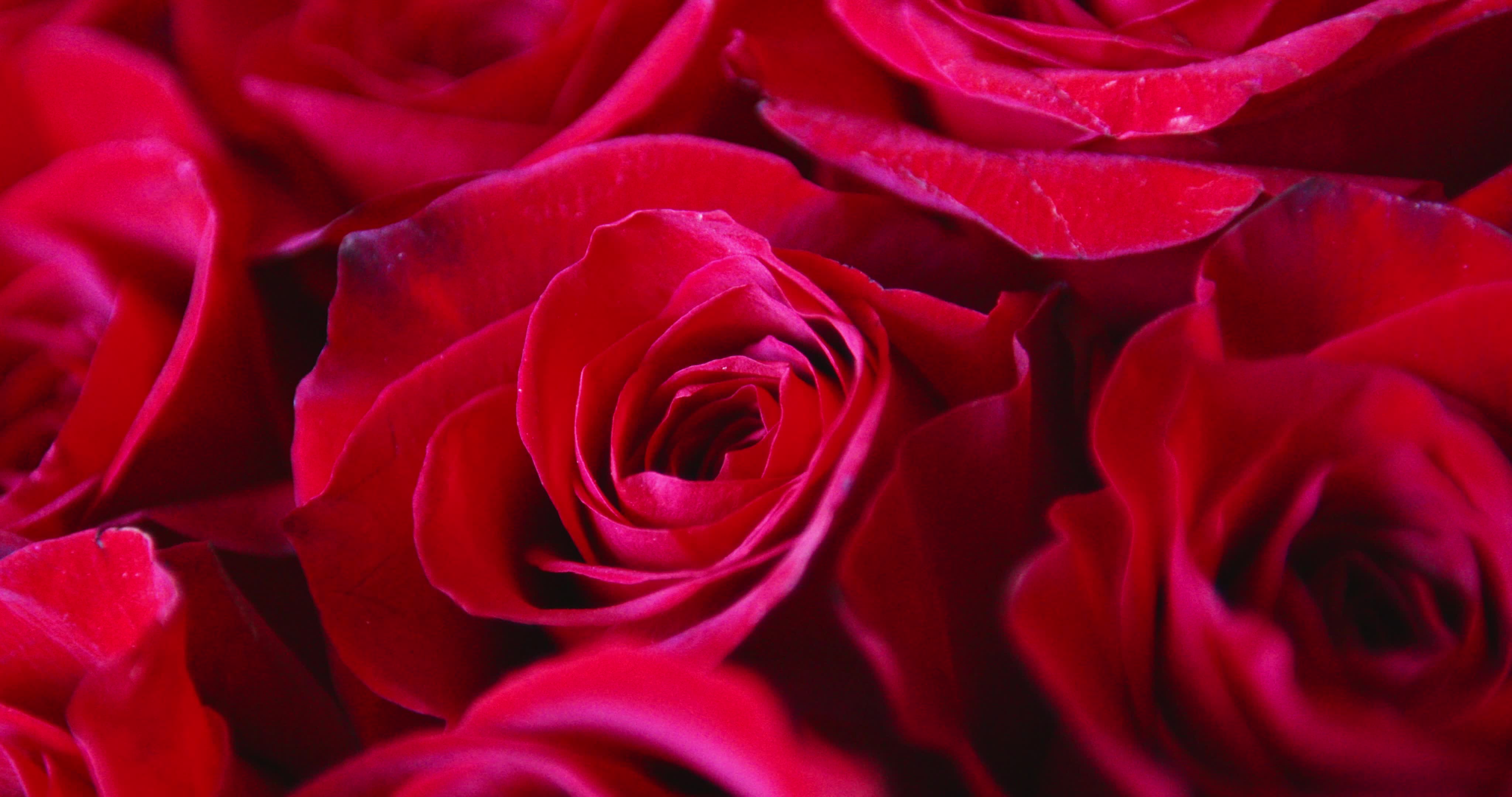 Valentine's Day - Video Illustration