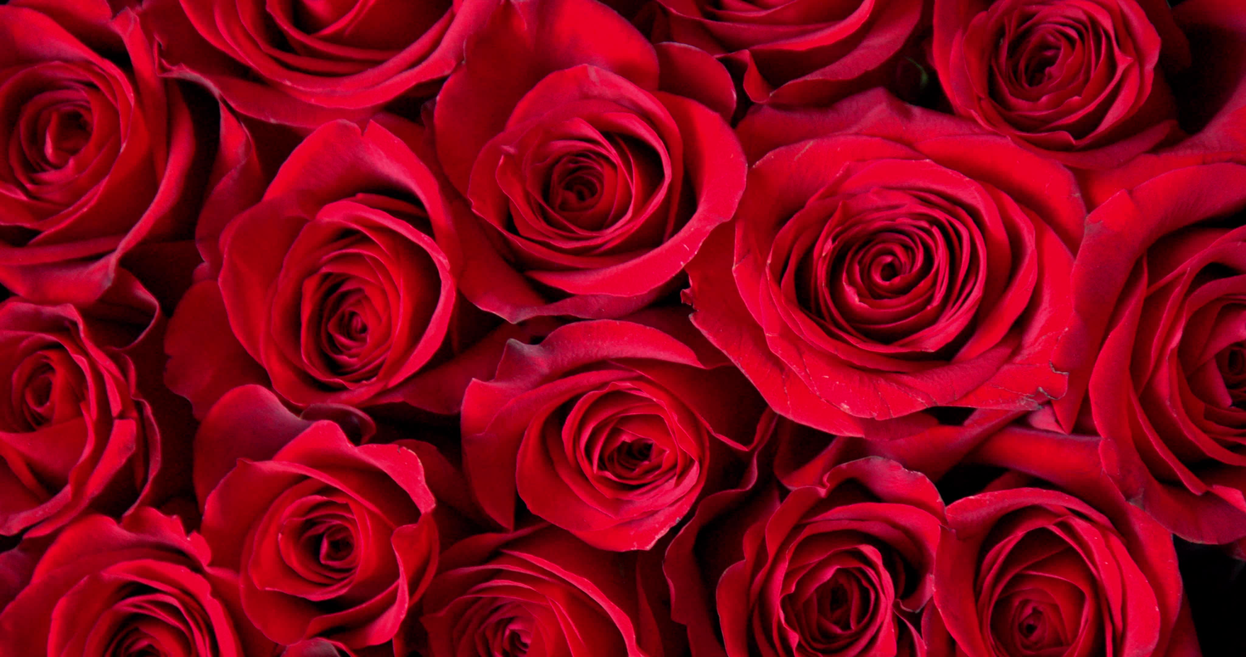 Valentine's Day - Video Illustration