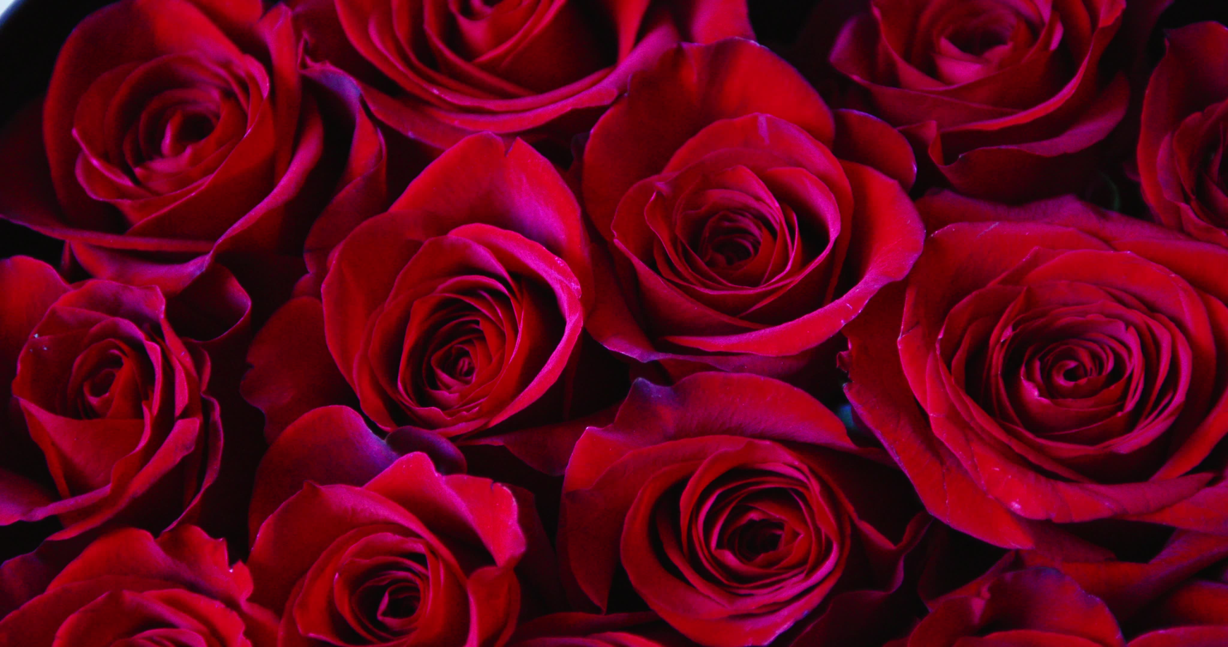 Valentine's Day - Video Illustration