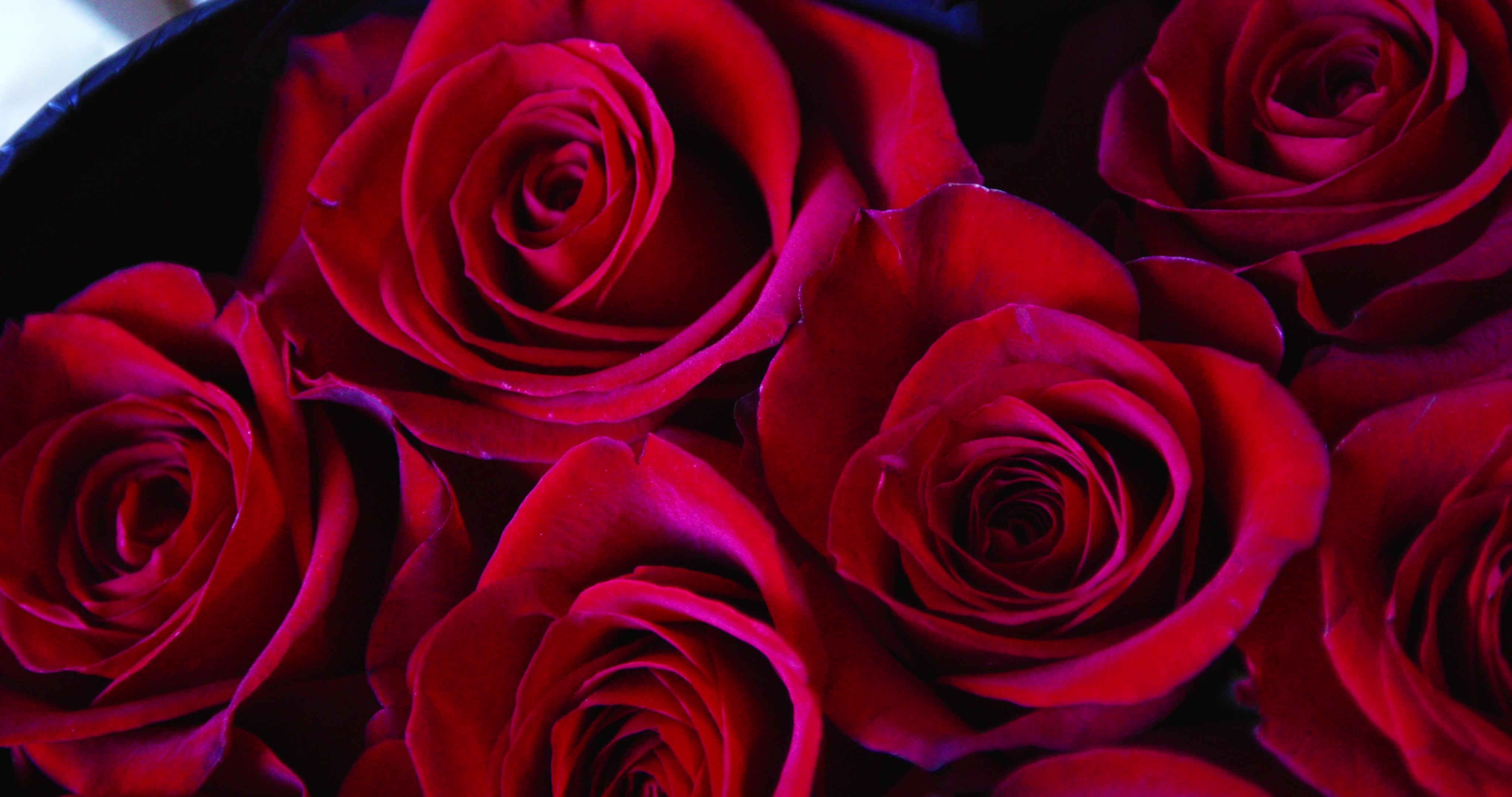 Valentine's Day - Video Illustration