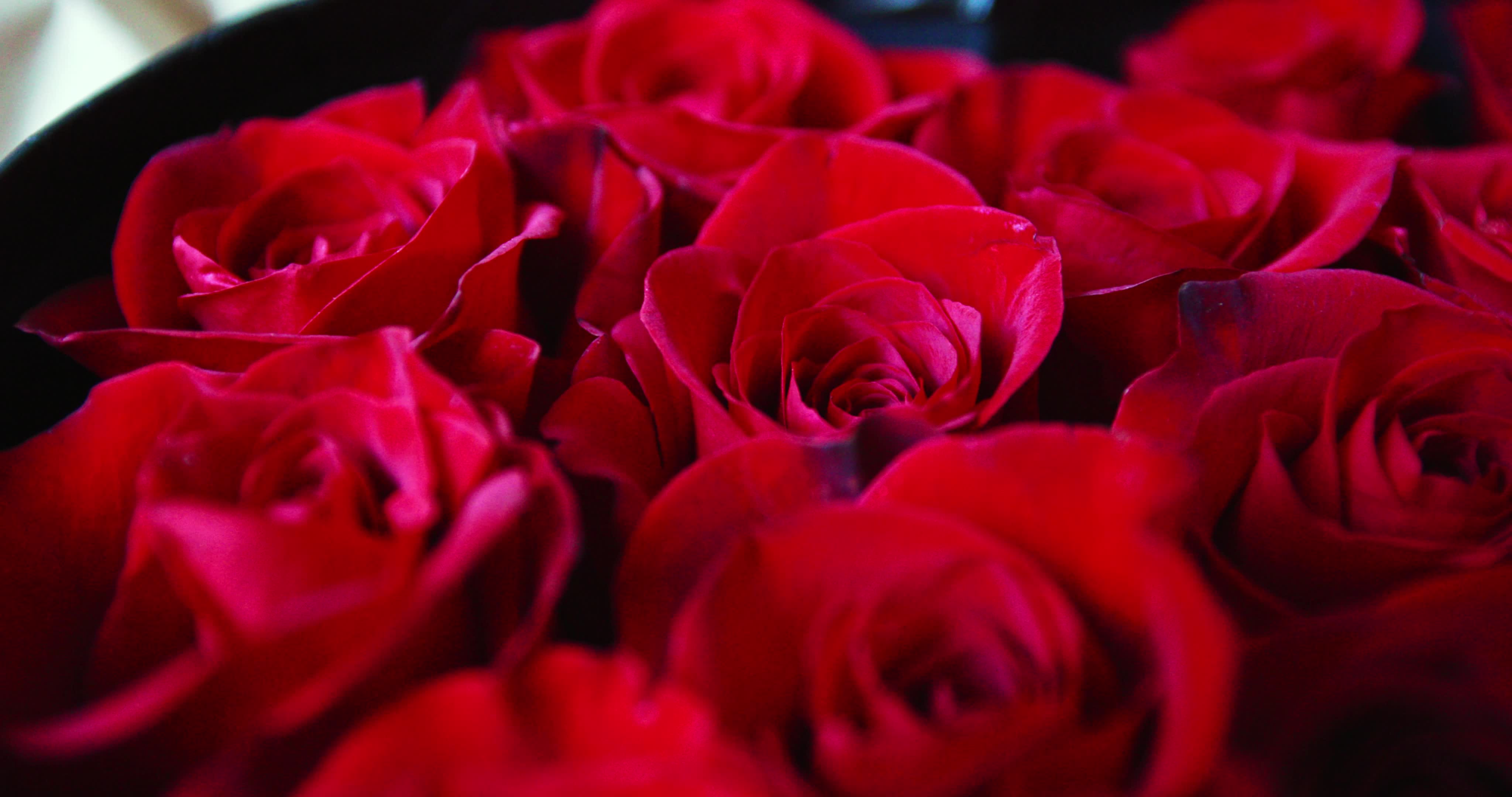 Valentine's Day - Video Illustration