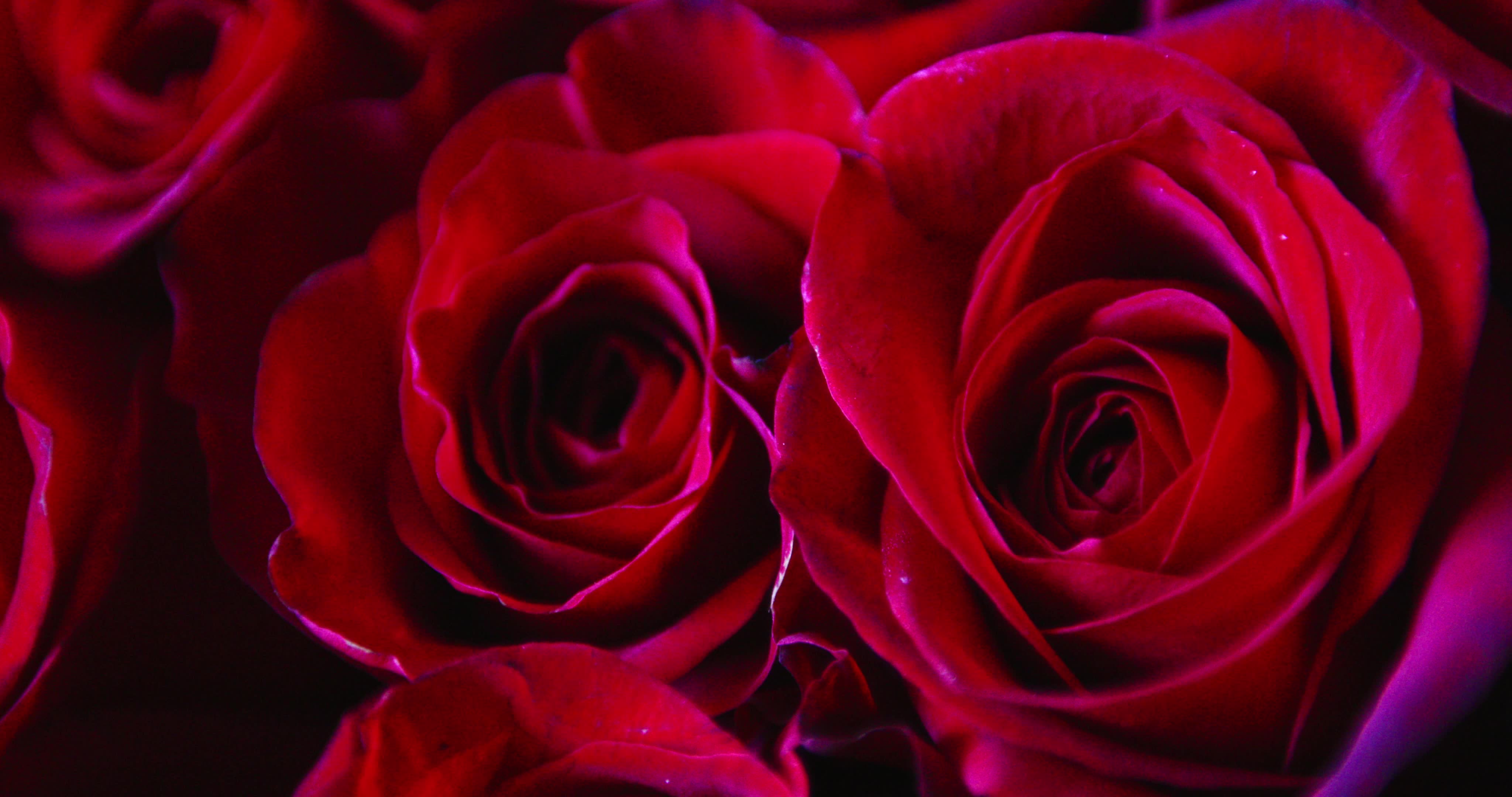Valentine's Day - Video Illustration