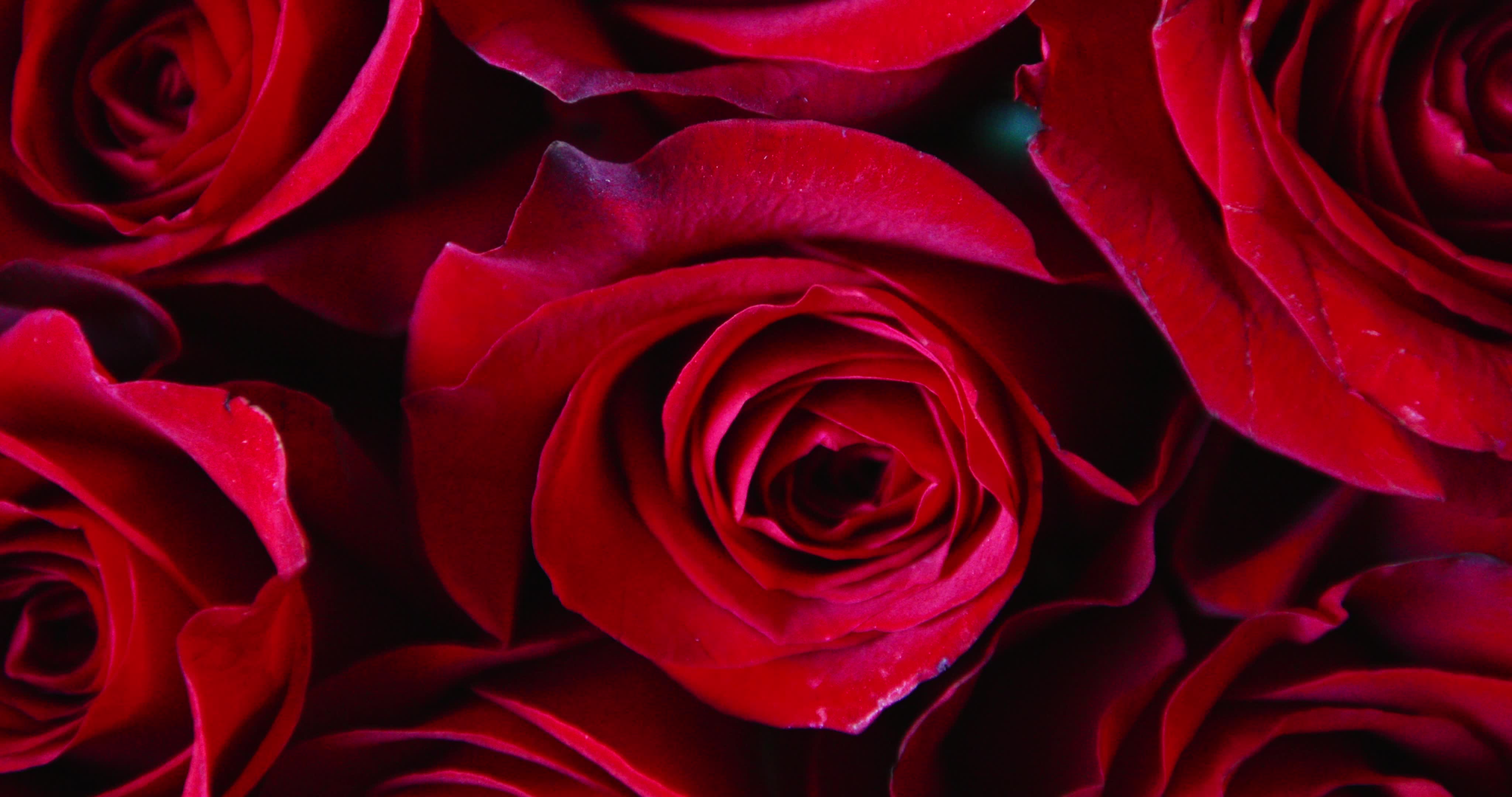 Valentine's Day - Video Illustration