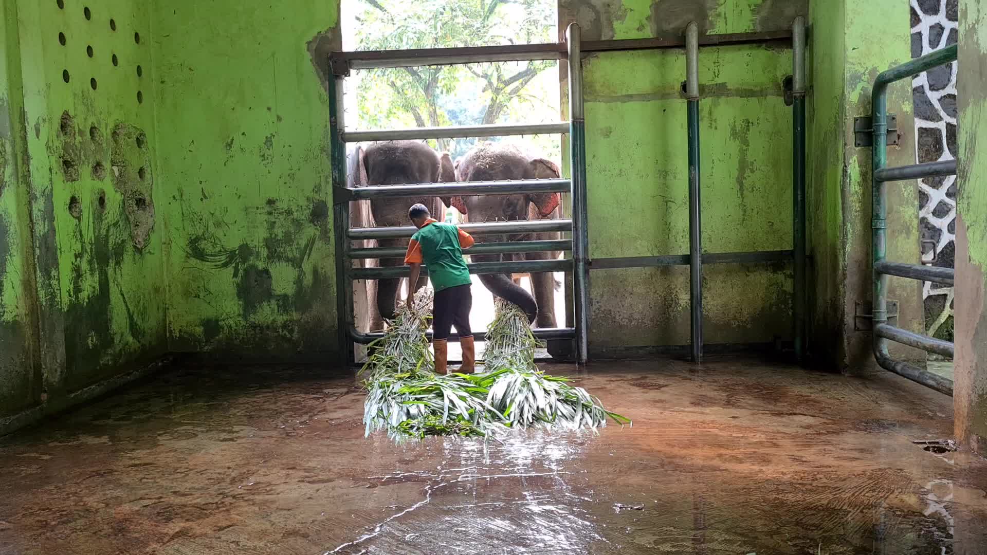 Zoo Ragunan in Jakarta, Indonesia amid the Covid-19 pandemic
