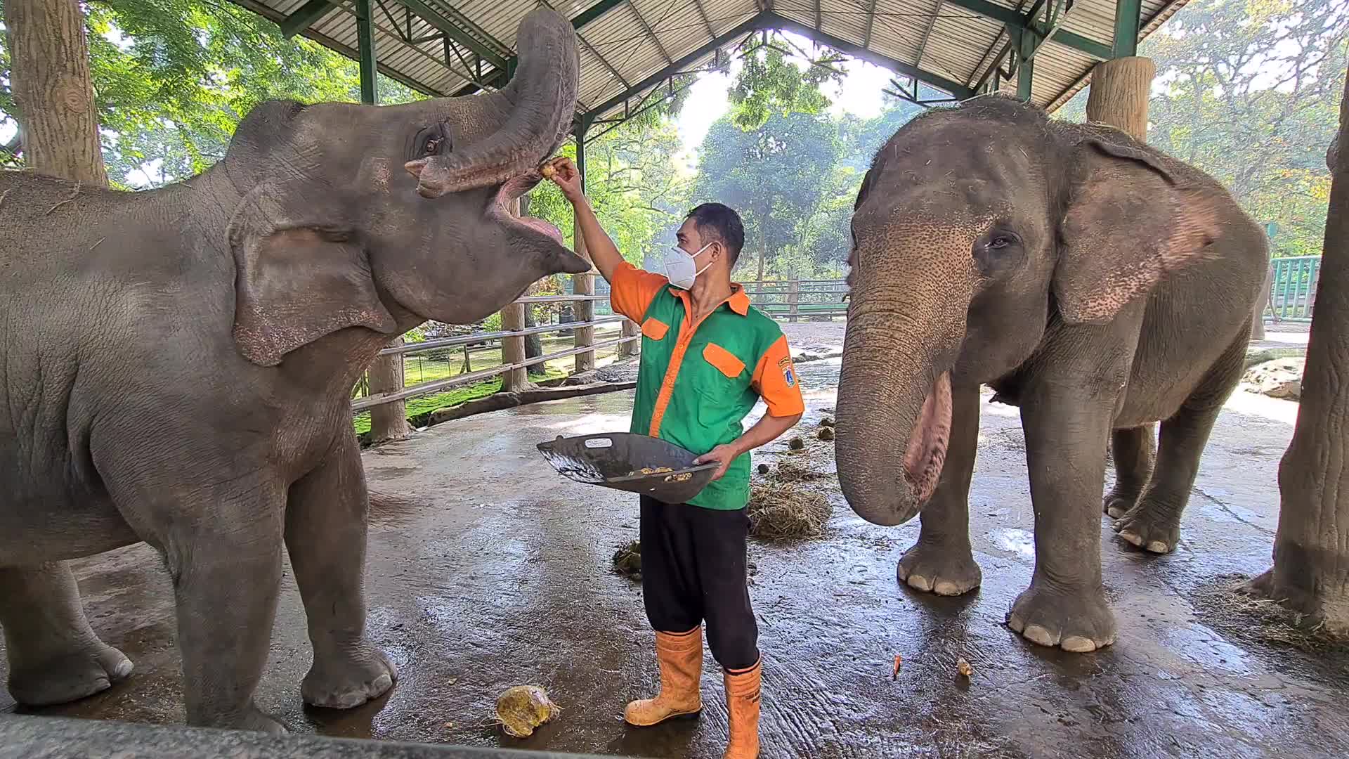 Zoo Ragunan in Jakarta, Indonesia amid the Covid-19 pandemic