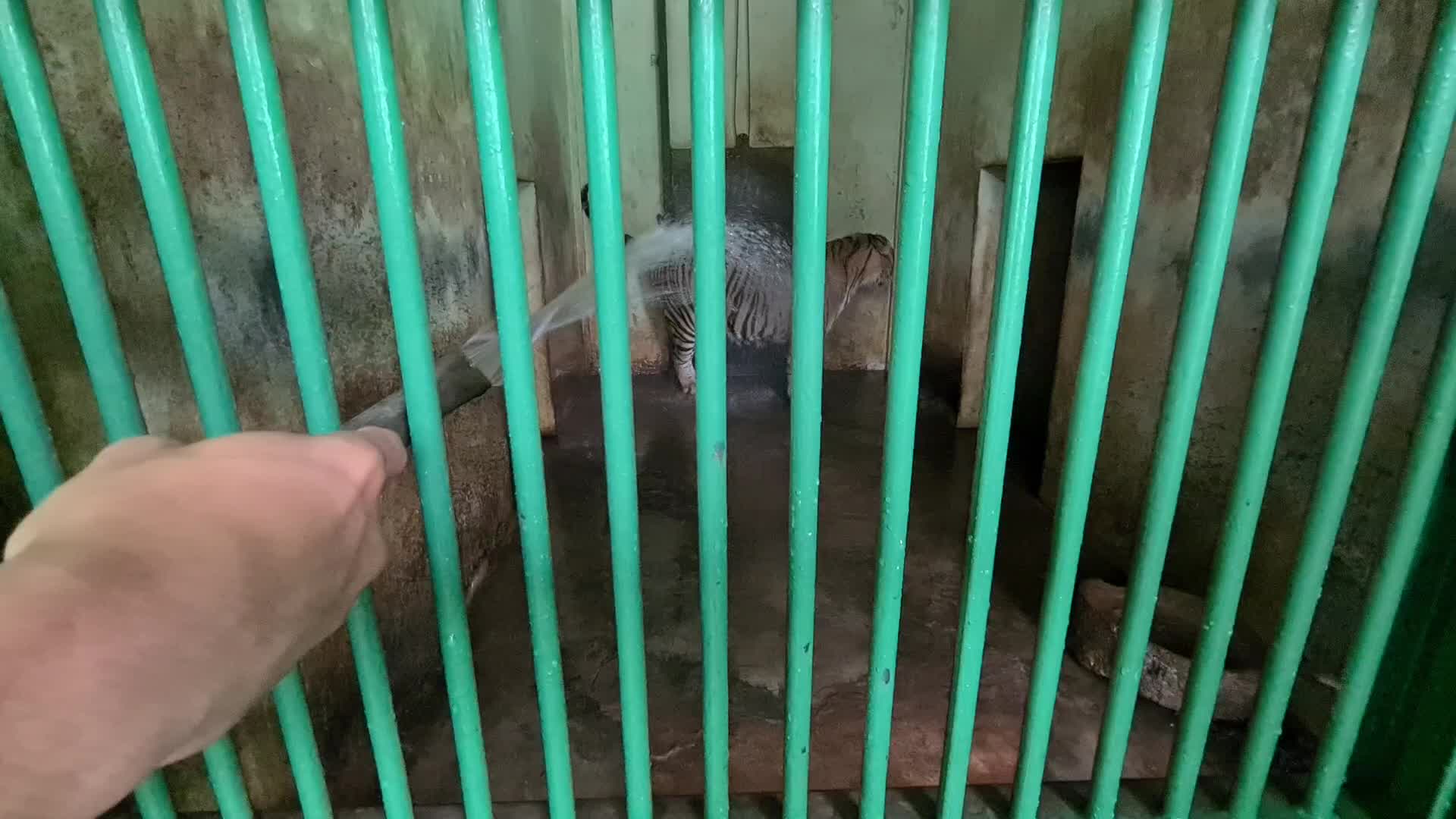 Zoo Ragunan in Jakarta, Indonesia amid the Covid-19 pandemic