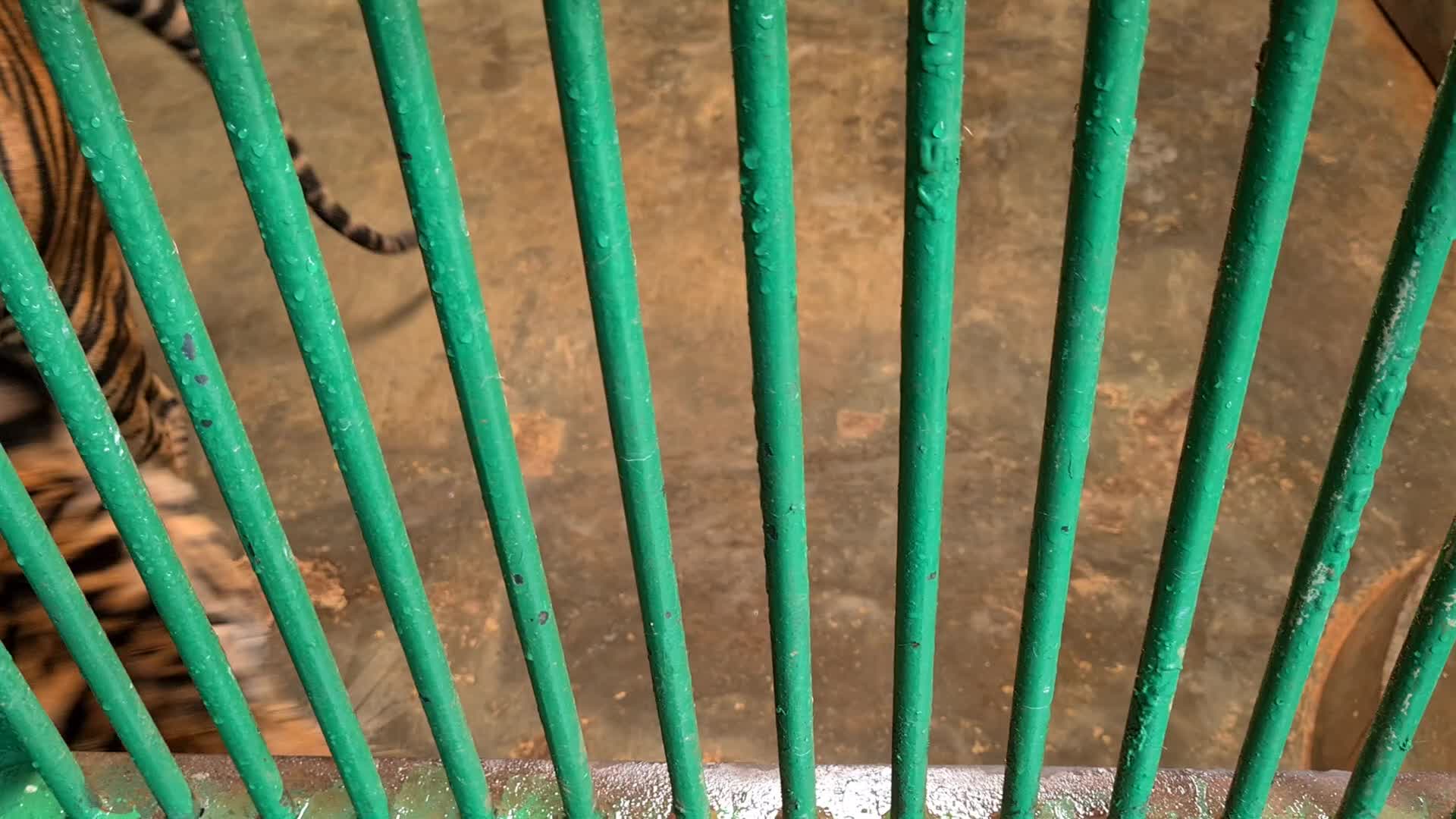 Zoo Ragunan in Jakarta, Indonesia amid the Covid-19 pandemic