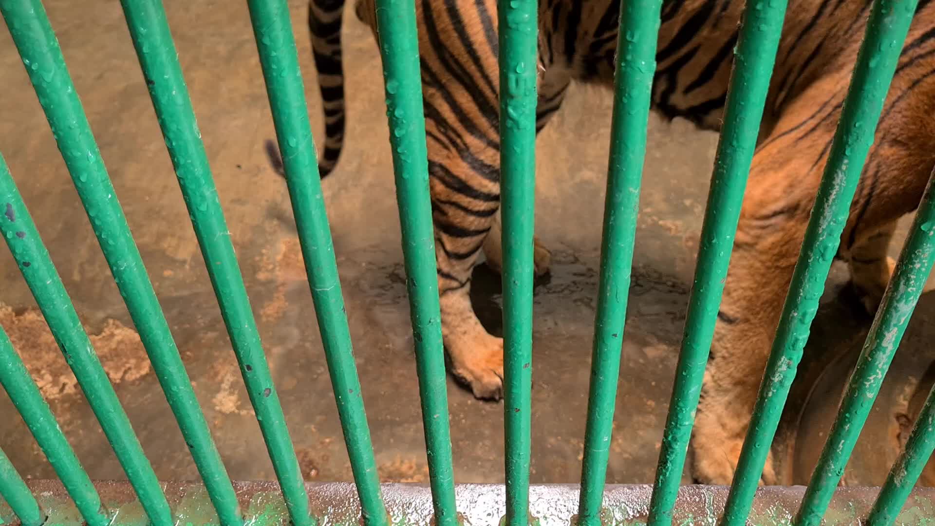 Zoo Ragunan in Jakarta, Indonesia amid the Covid-19 pandemic