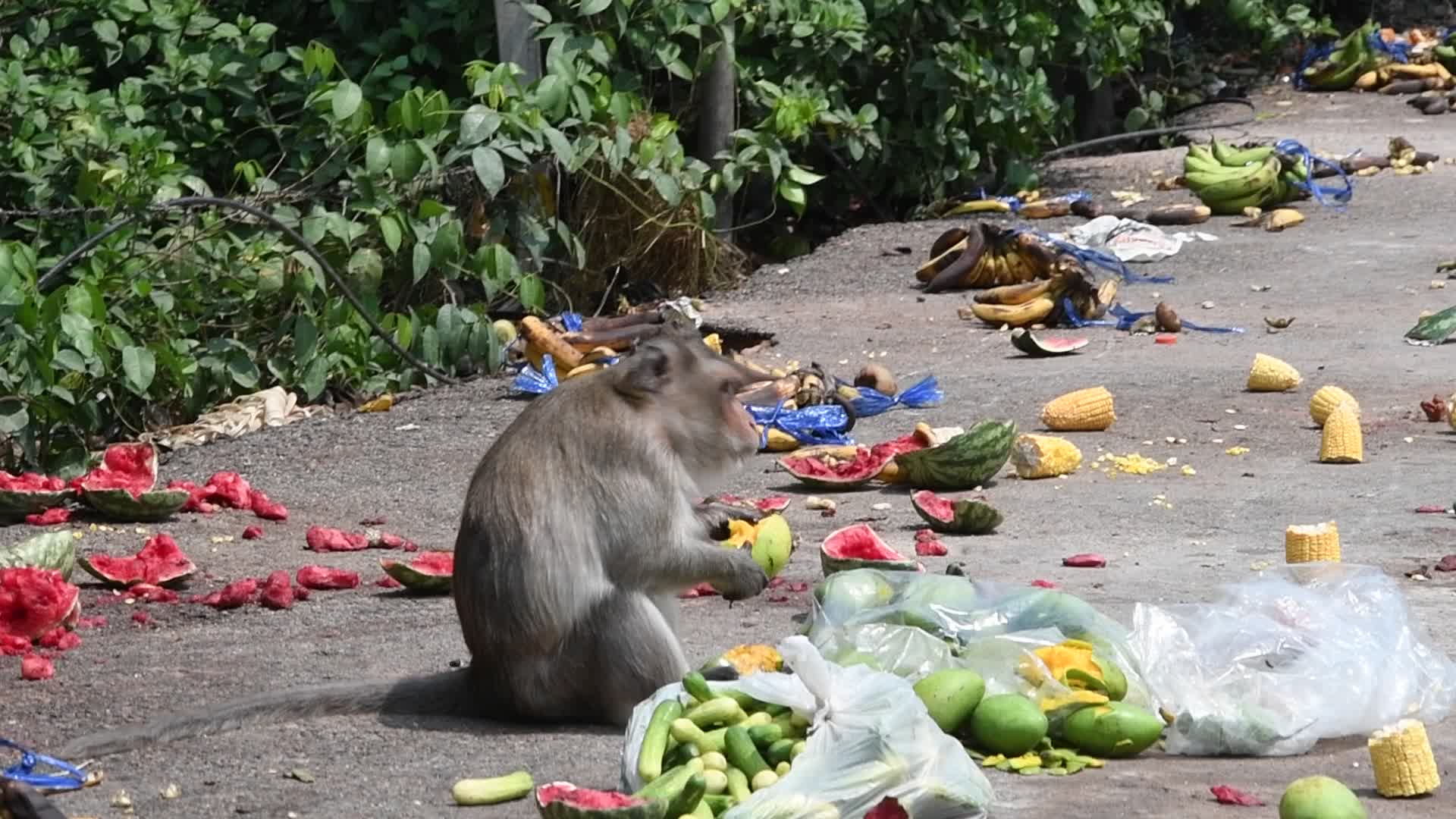 Street long-tailed macaques in Bangkok, Thailand