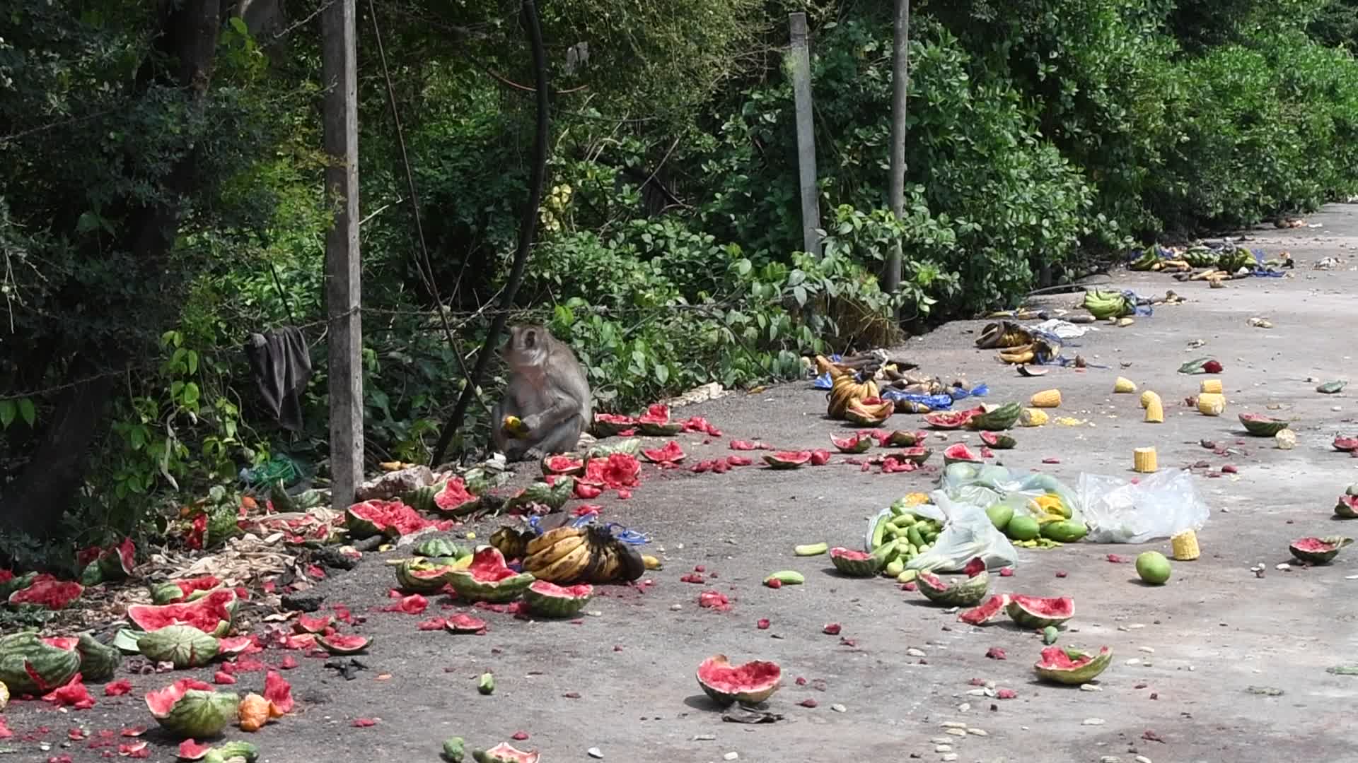 Street long-tailed macaques in Bangkok, Thailand