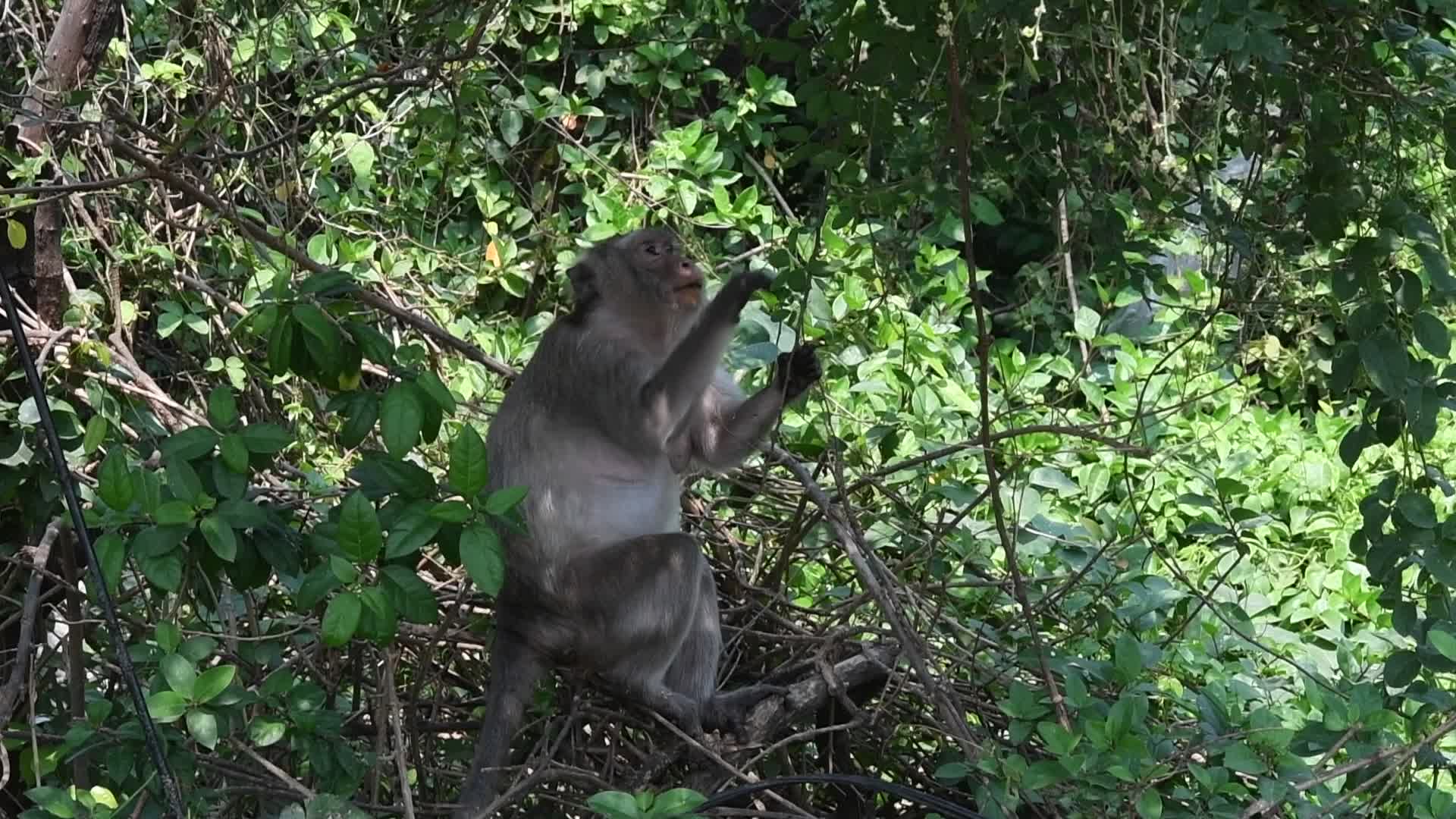 Street long-tailed macaques in Bangkok, Thailand