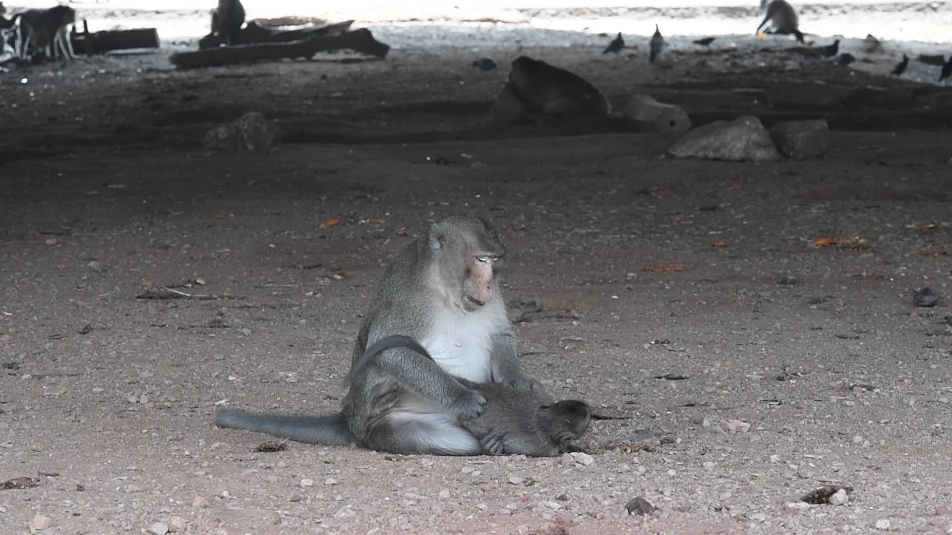 Street long-tailed macaques in Bangkok, Thailand