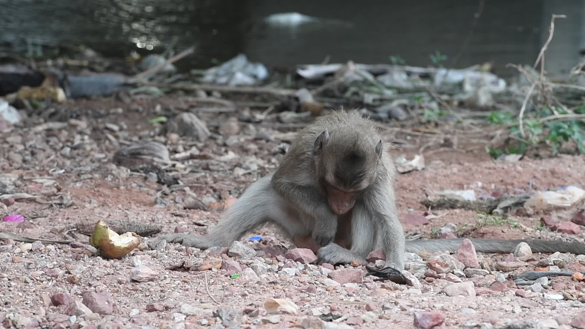 Street long-tailed macaques in Bangkok, Thailand