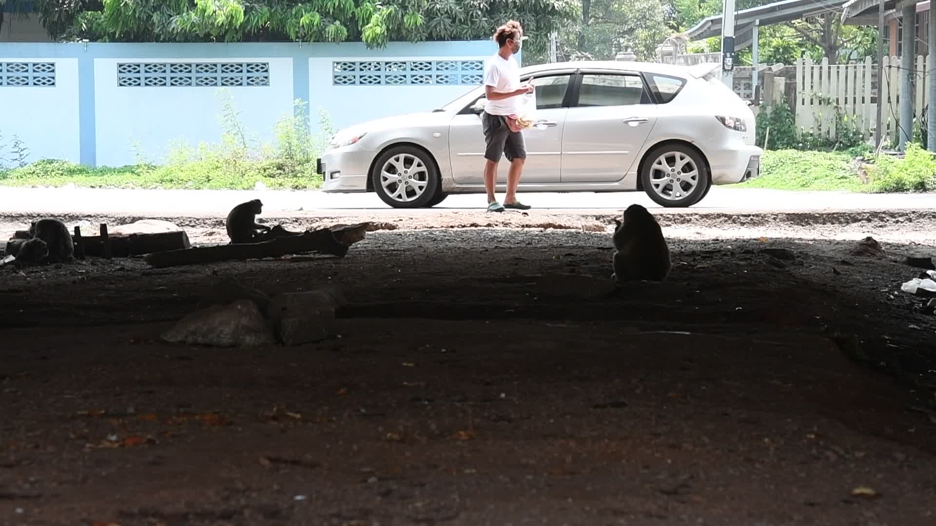 Street long-tailed macaques in Bangkok, Thailand