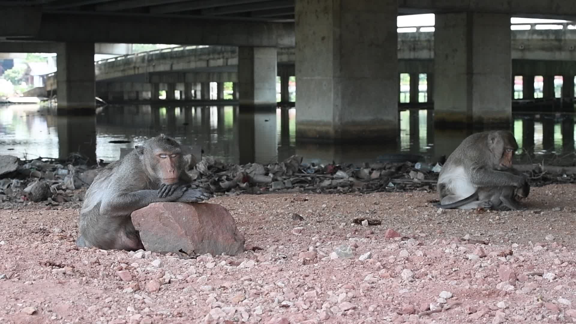 Street long-tailed macaques in Bangkok, Thailand