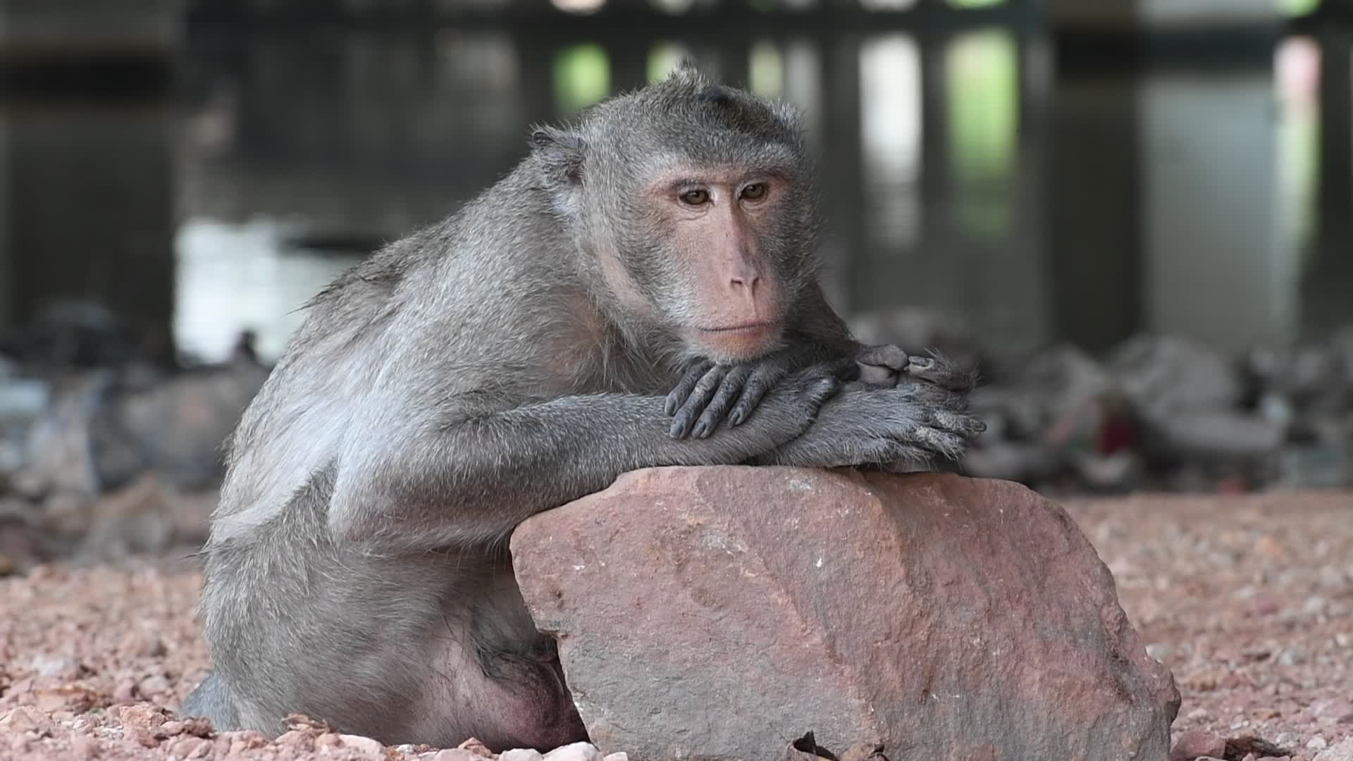 Street long-tailed macaques in Bangkok, Thailand