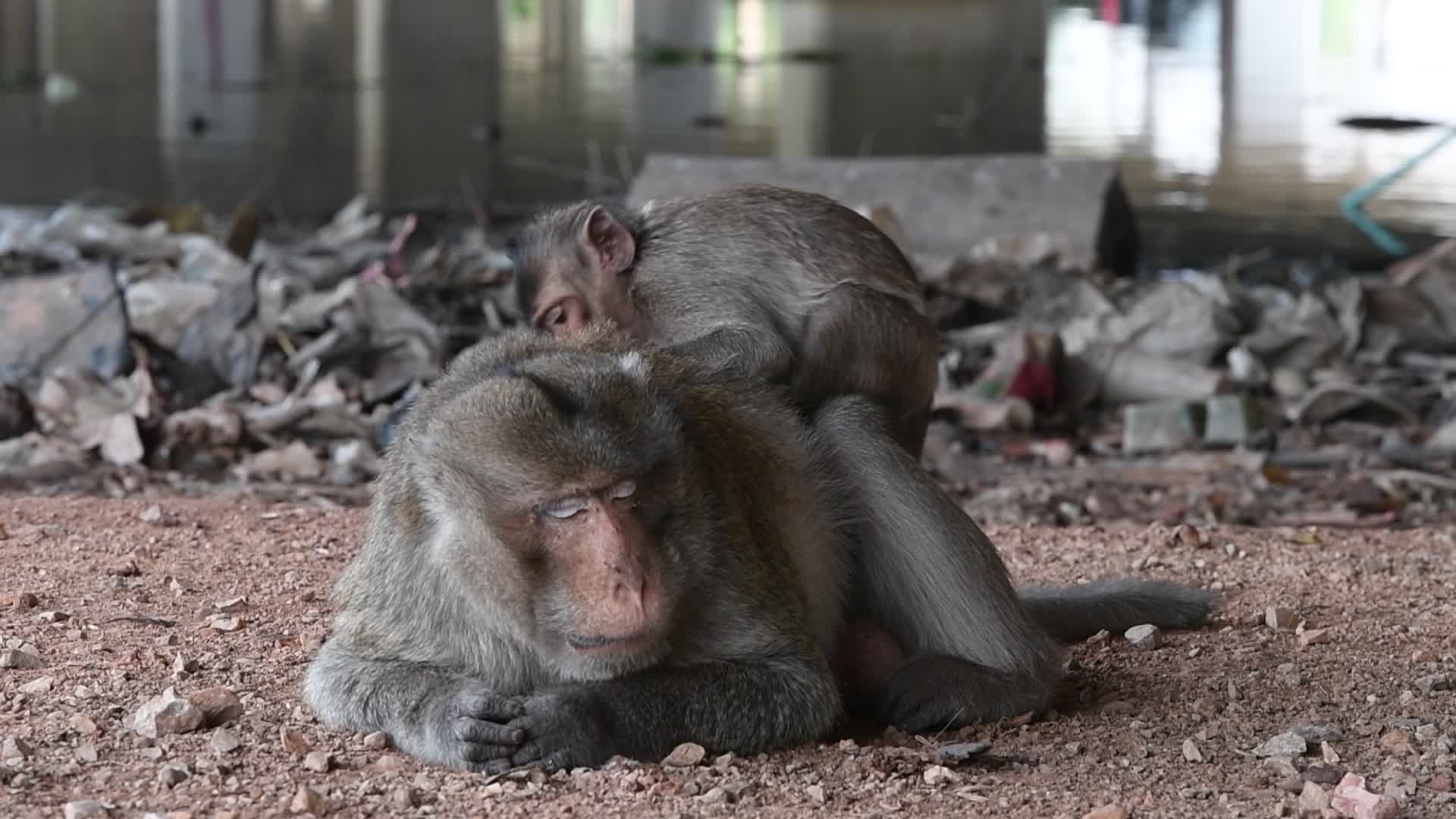 Street long-tailed macaques in Bangkok, Thailand