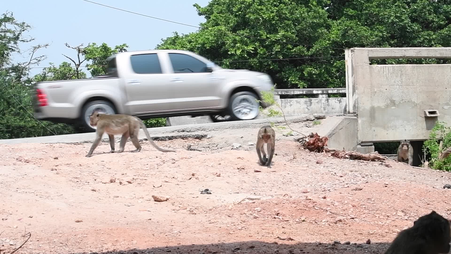 Street long-tailed macaques in Bangkok, Thailand