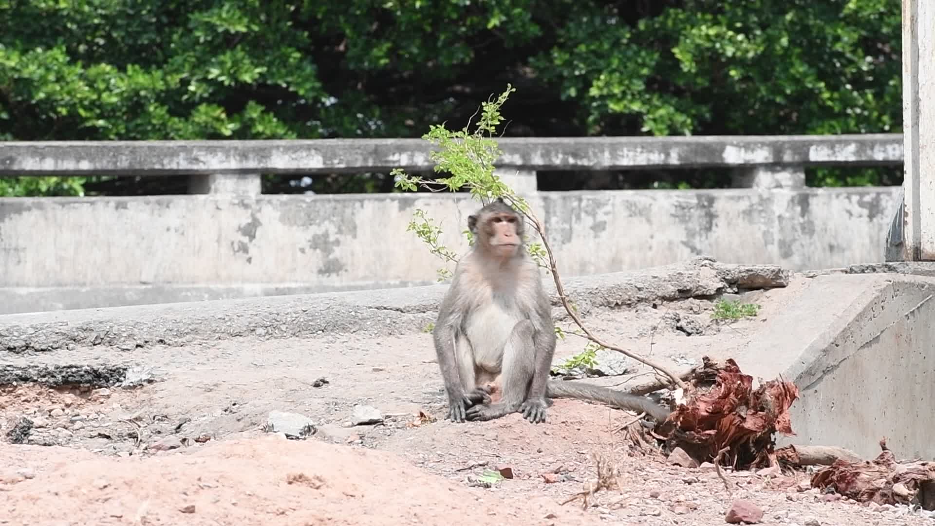 Street long-tailed macaques in Bangkok, Thailand