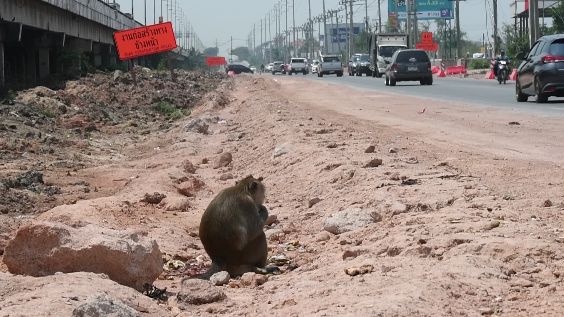 Street long-tailed macaques in Bangkok, Thailand