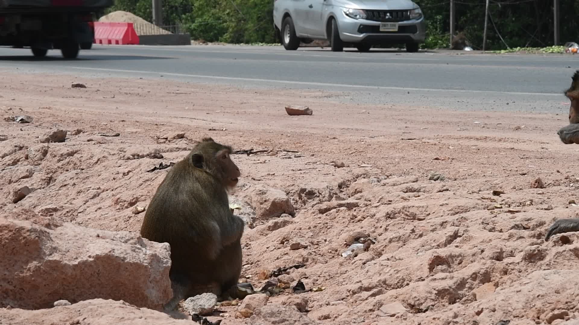 Street long-tailed macaques in Bangkok, Thailand