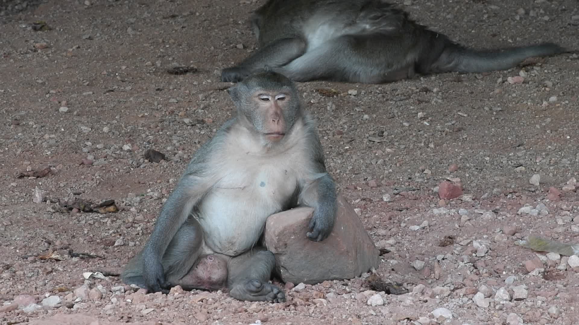 Street long-tailed macaques in Bangkok, Thailand