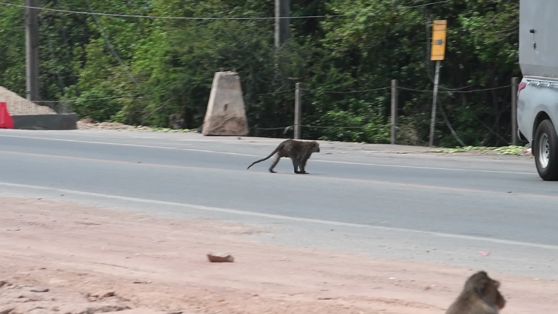 Street long-tailed macaques in Bangkok, Thailand