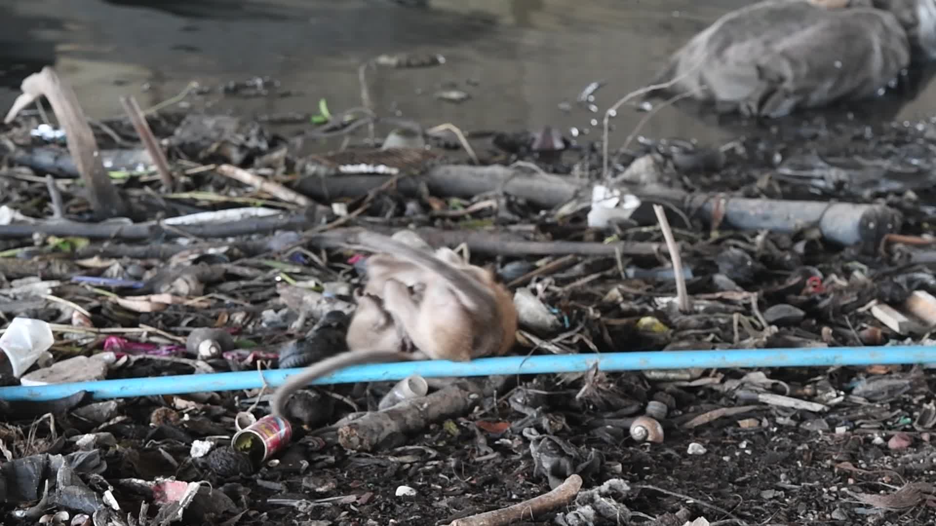 Street long-tailed macaques in Bangkok, Thailand