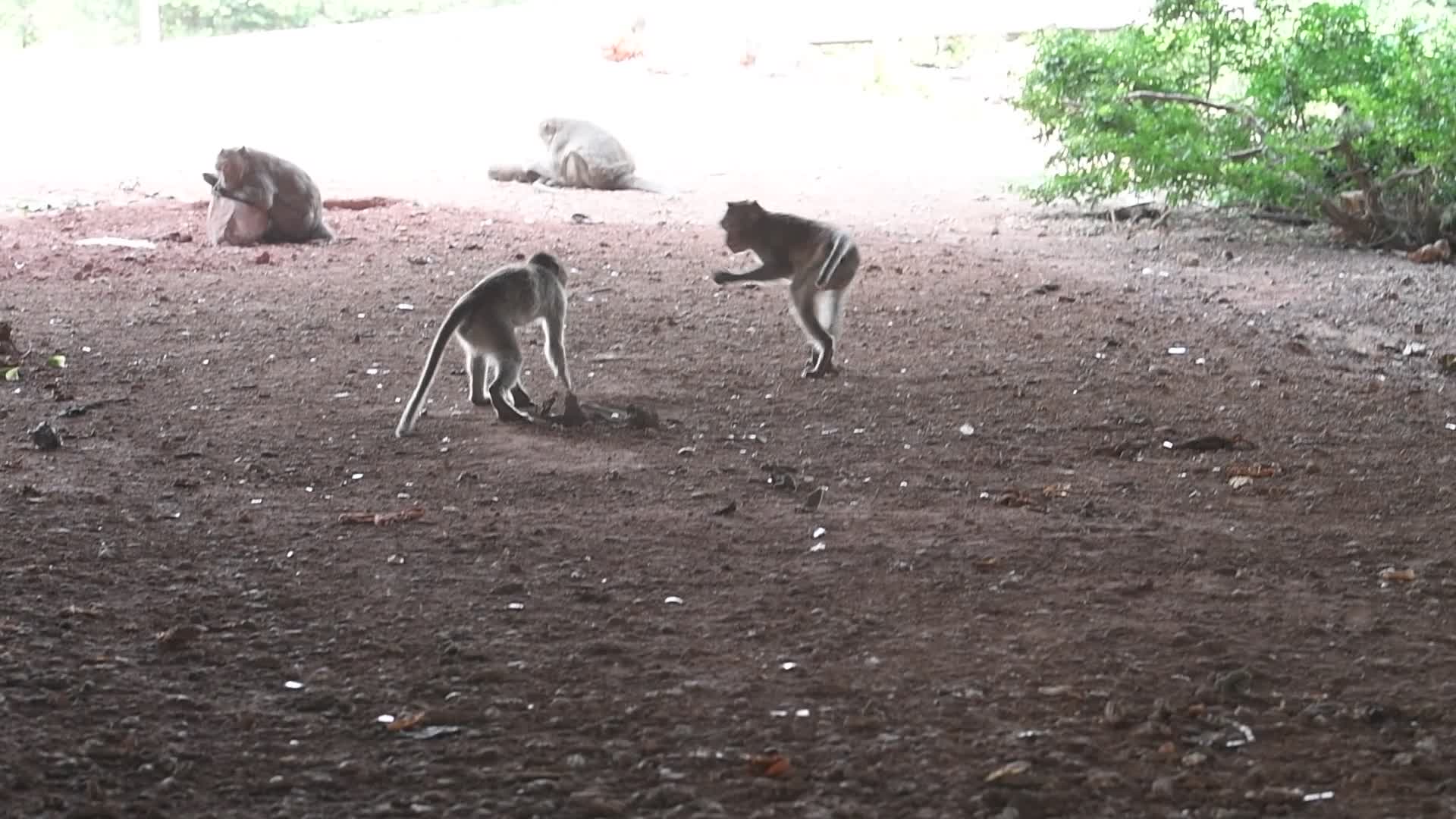 Street long-tailed macaques in Bangkok, Thailand