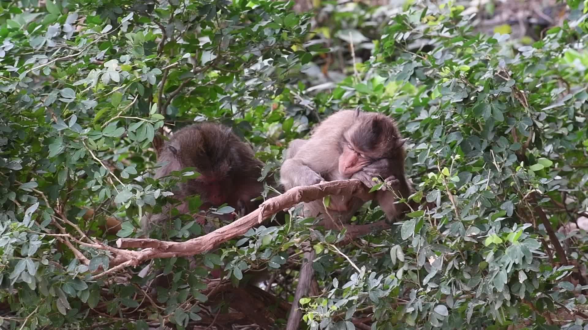 Street long-tailed macaques in Bangkok, Thailand