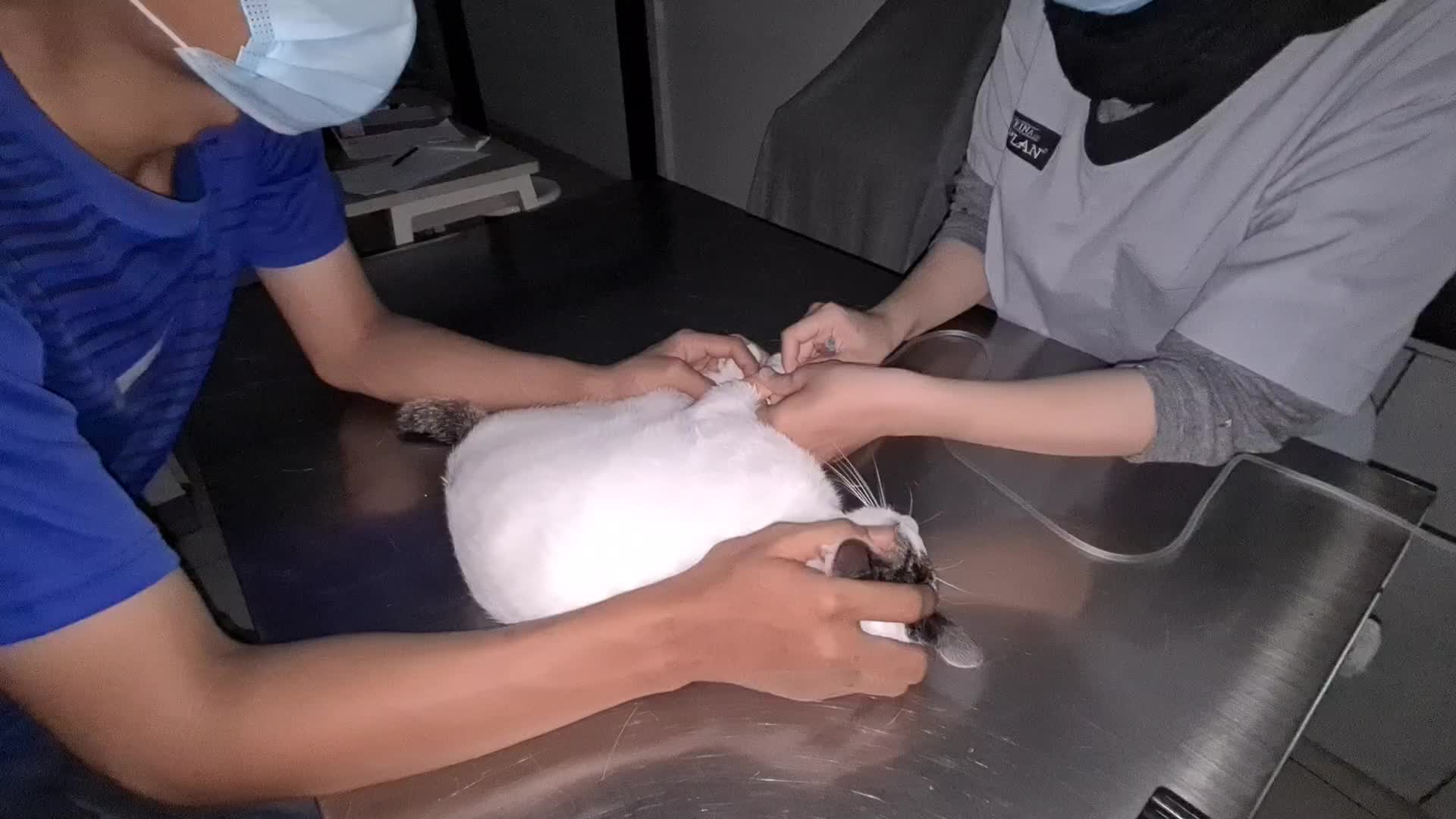 Veterinary clinic amid the Covid-19 pandemic in Jakarta