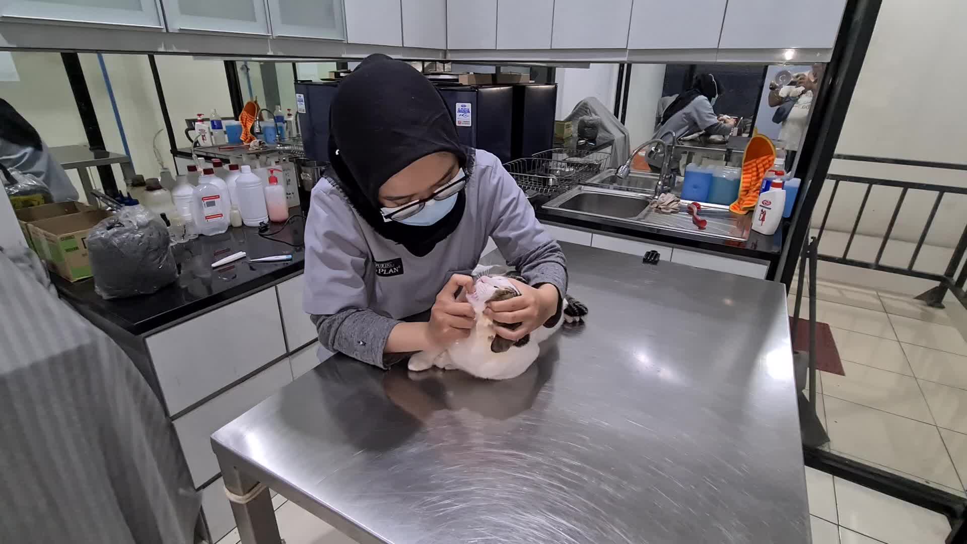 Veterinary clinic amid the Covid-19 pandemic in Jakarta