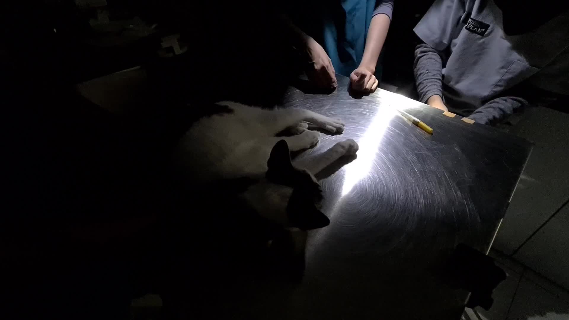 Veterinary clinic amid the Covid-19 pandemic in Jakarta