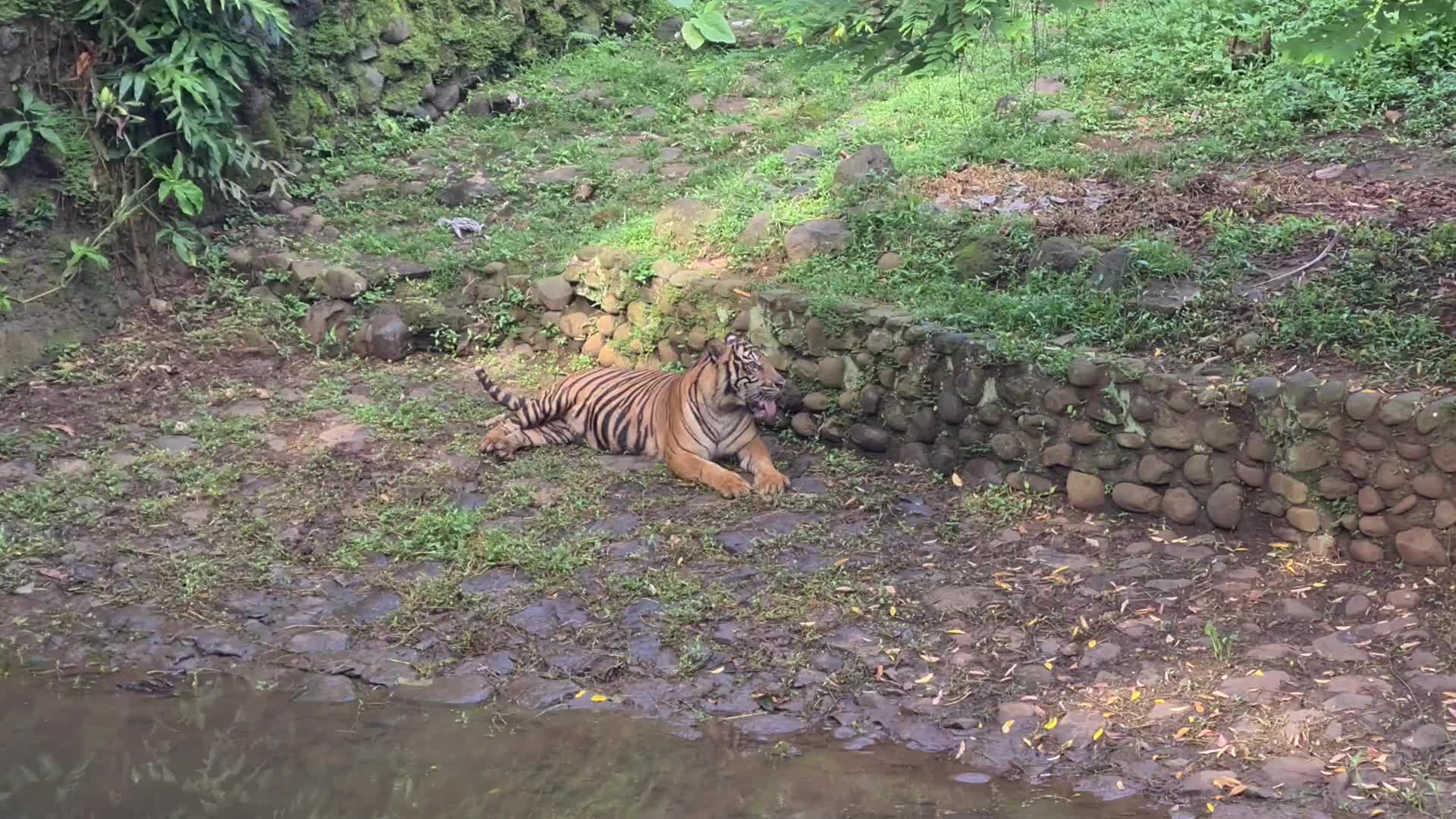 Ragunan Zoo Jakarta Reopen In Indonesia
