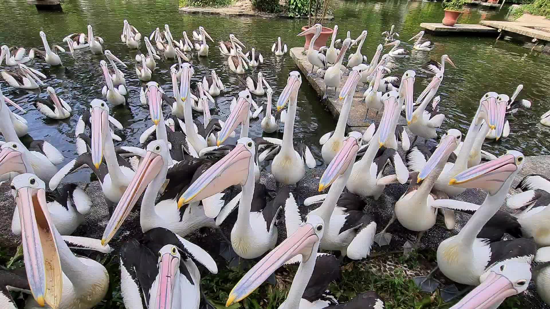Ragunan Zoo Jakarta Reopen In Indonesia